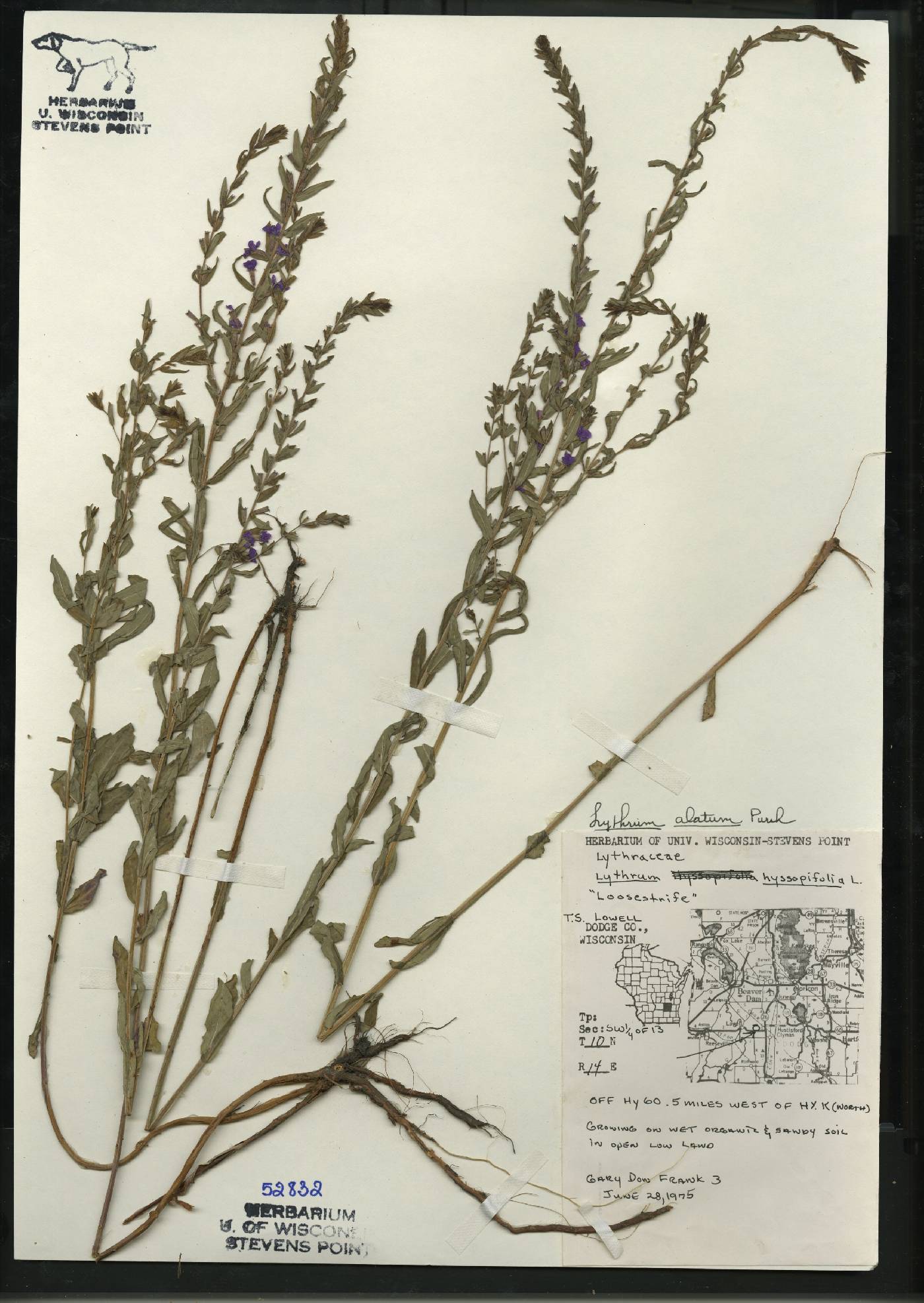 Lythrum alatum var. alatum image
