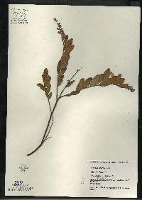 Image of Chamaedaphne calyculata