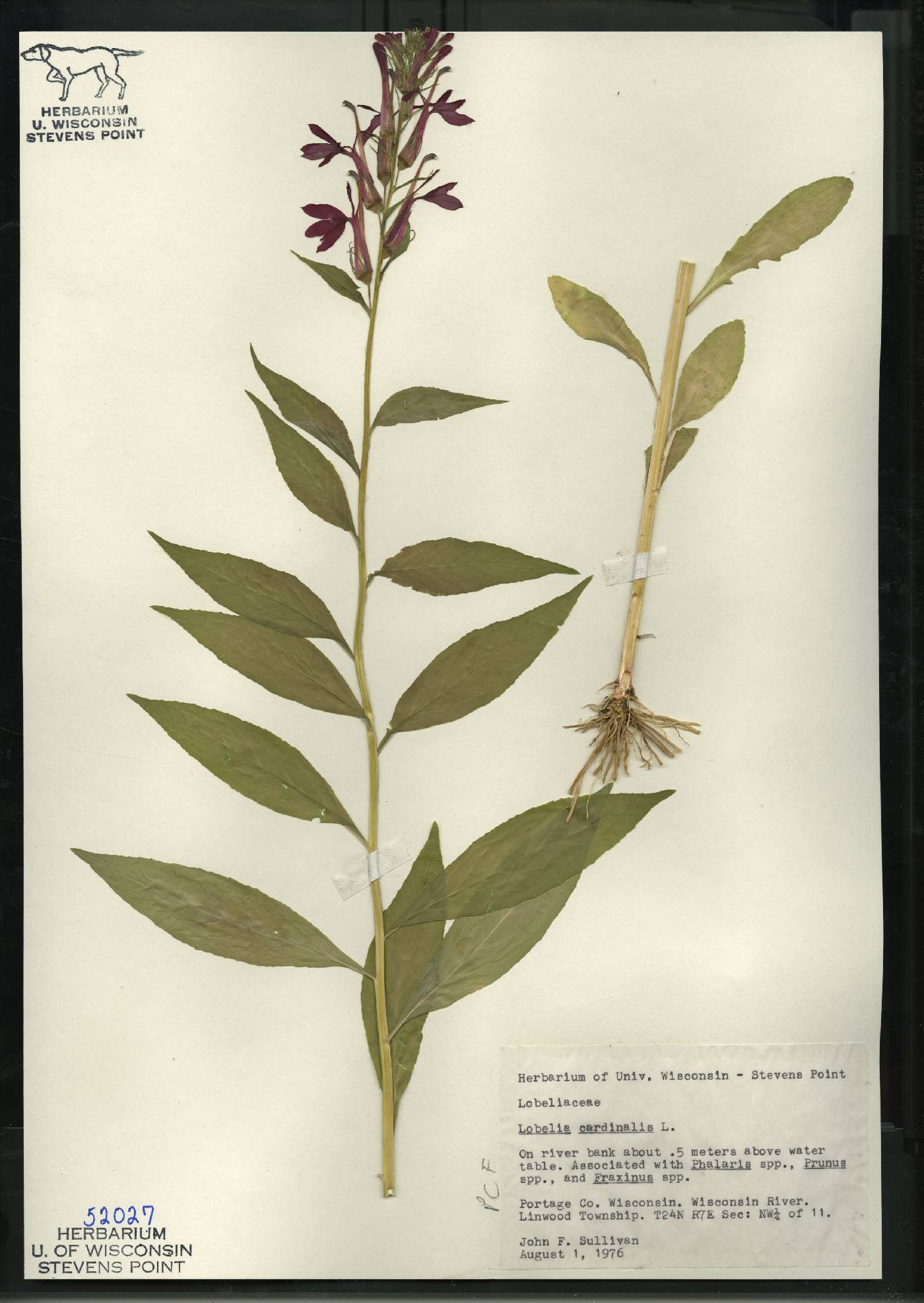Lobelia cardinalis image