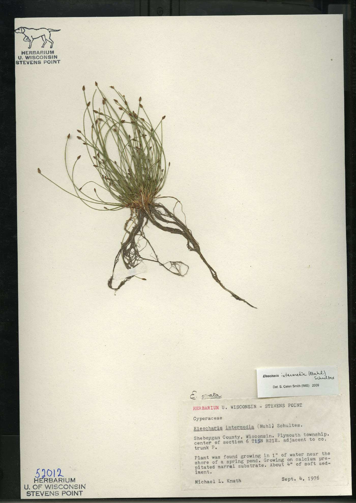 Eleocharis intermedia image