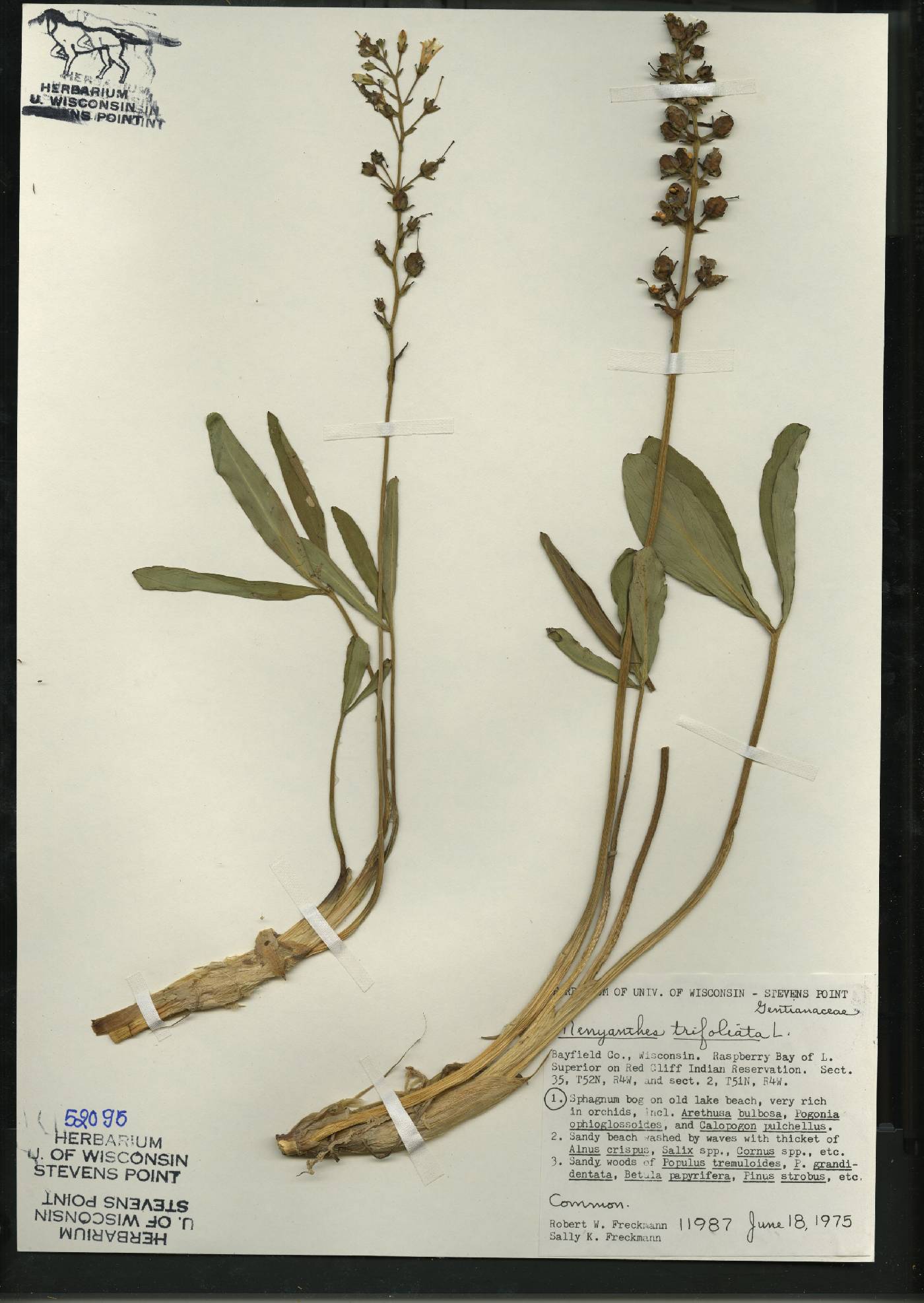 Menyanthes trifoliata image