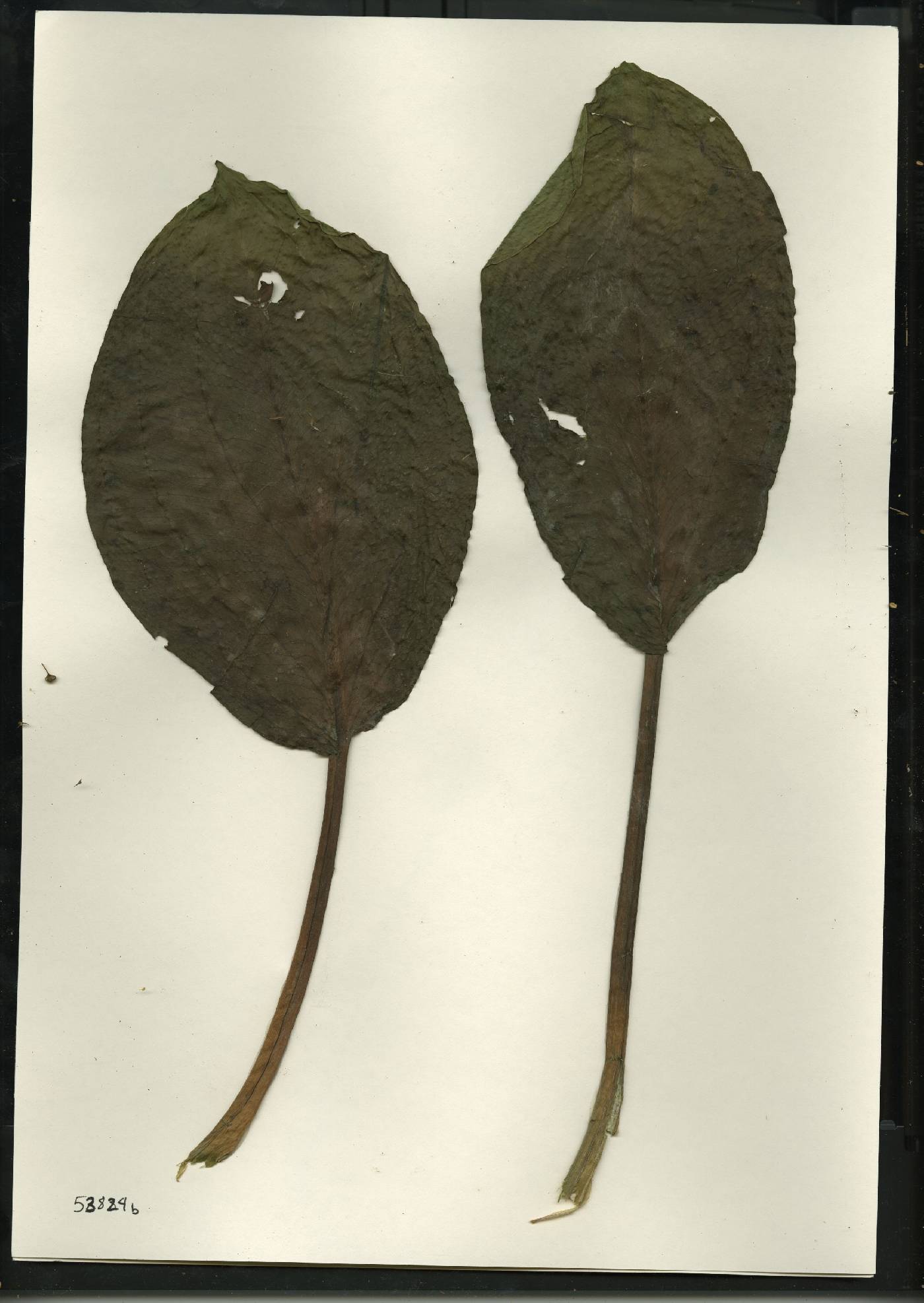 Alisma triviale image