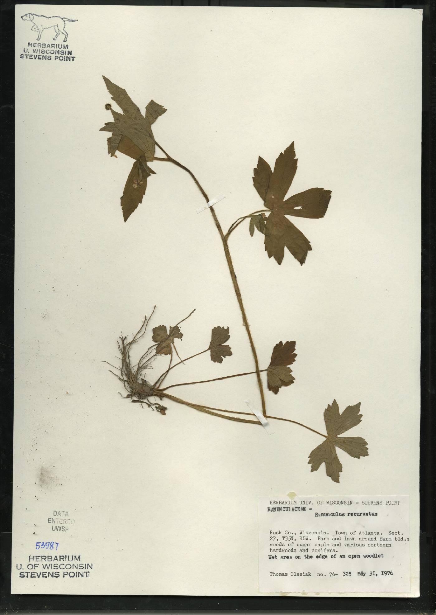 Ranunculus recurvatus var. recurvatus image