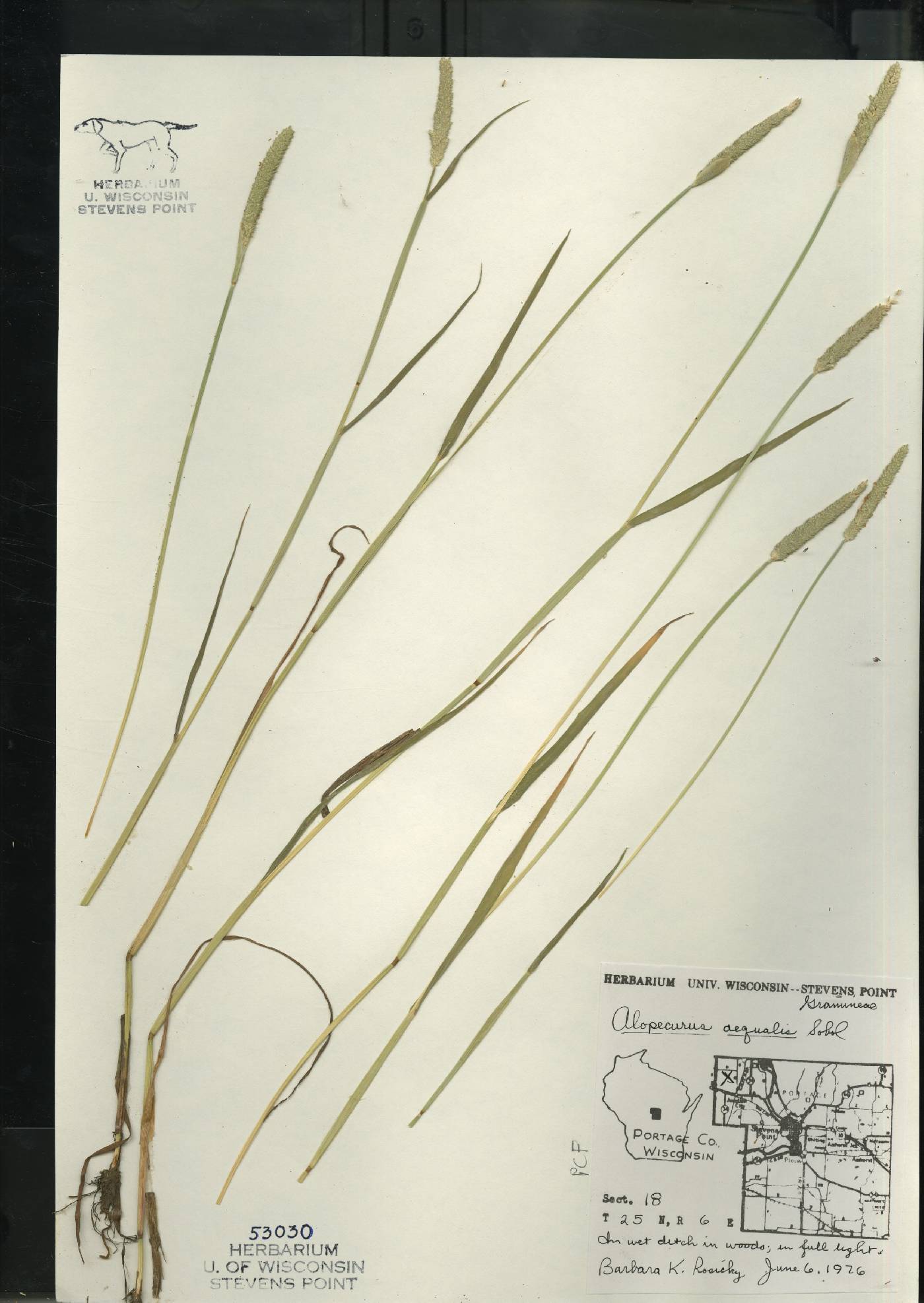 Alopecurus aequalis image