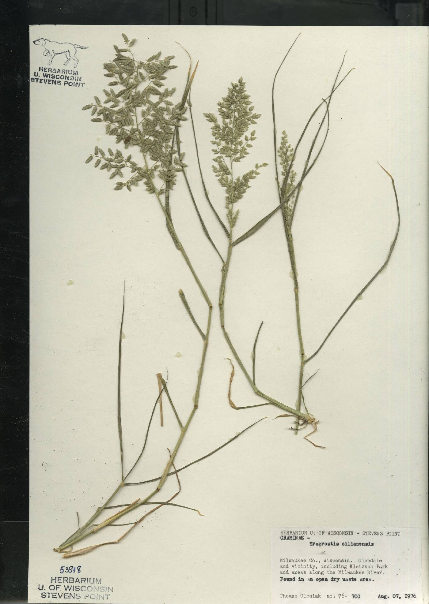 Eragrostis cilianensis image