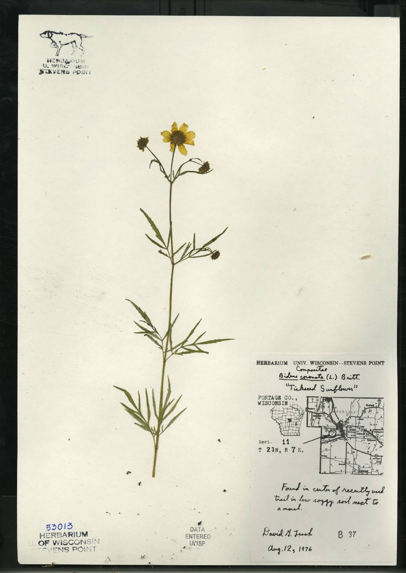 Bidens trichosperma image