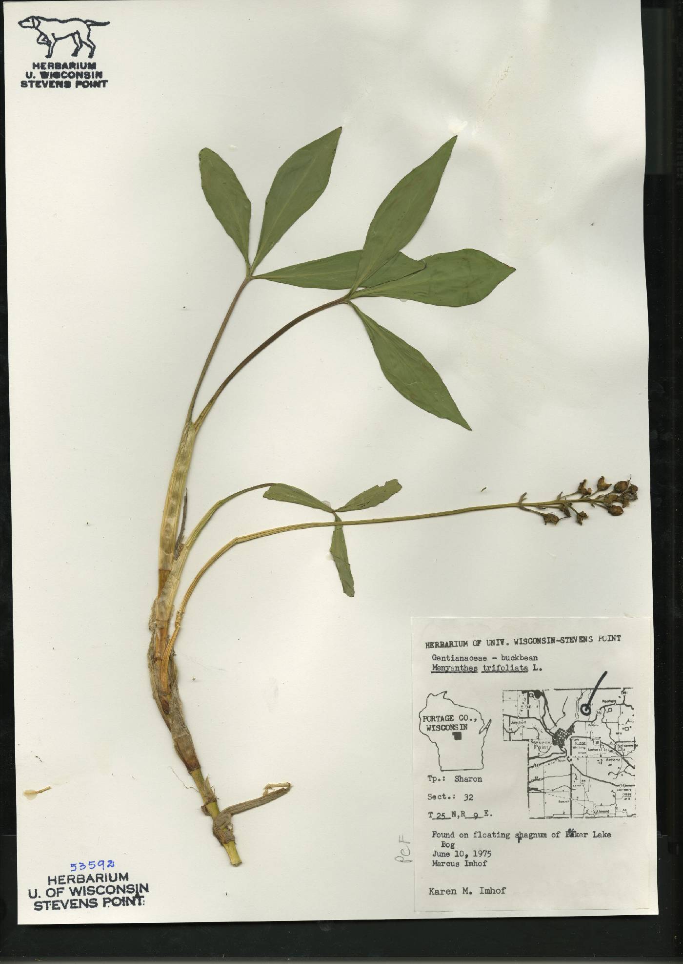 Menyanthes trifoliata image