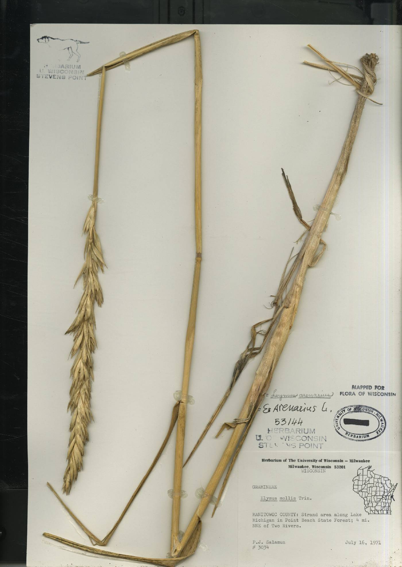 Leymus arenarius image