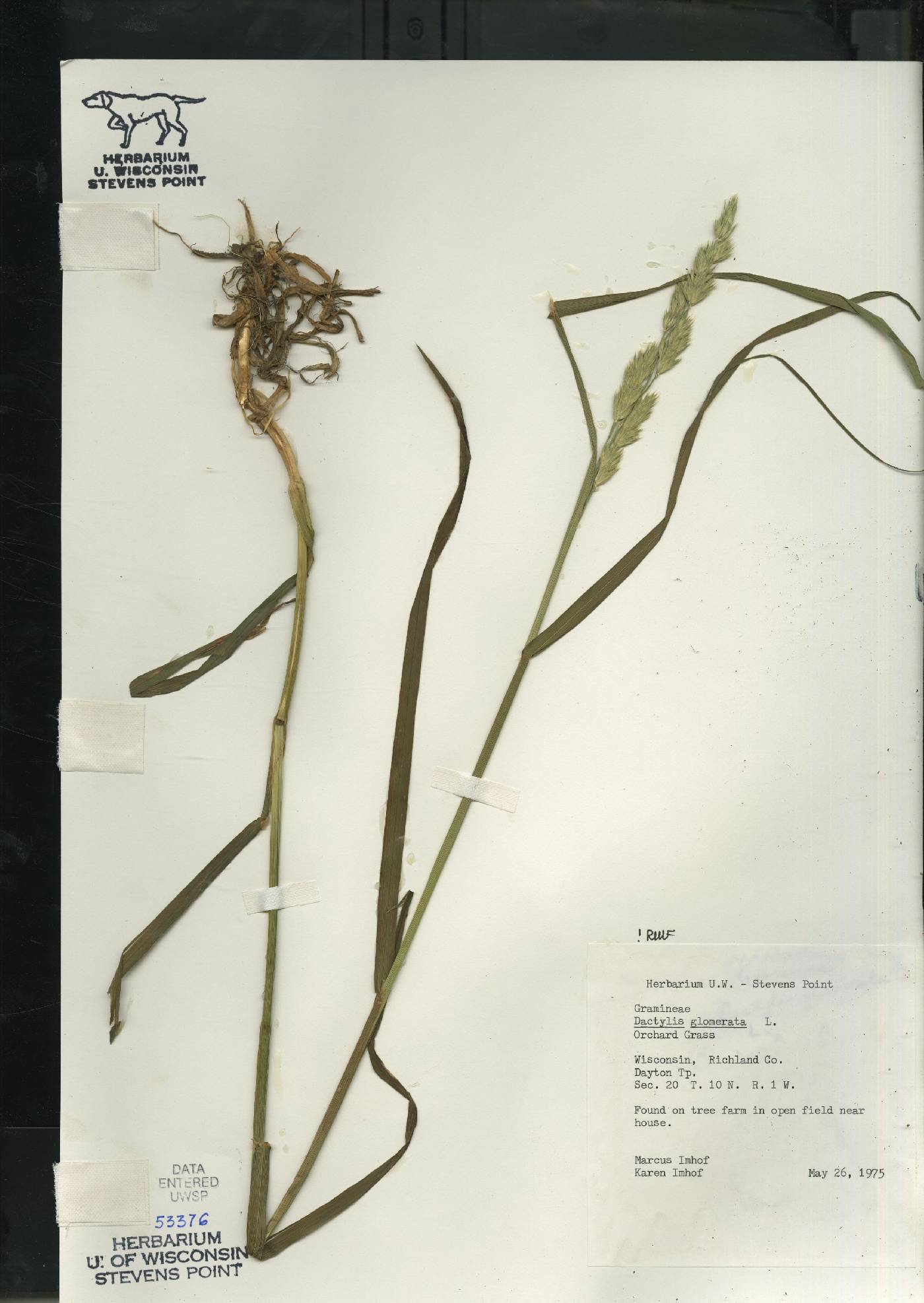 Dactylis glomerata image