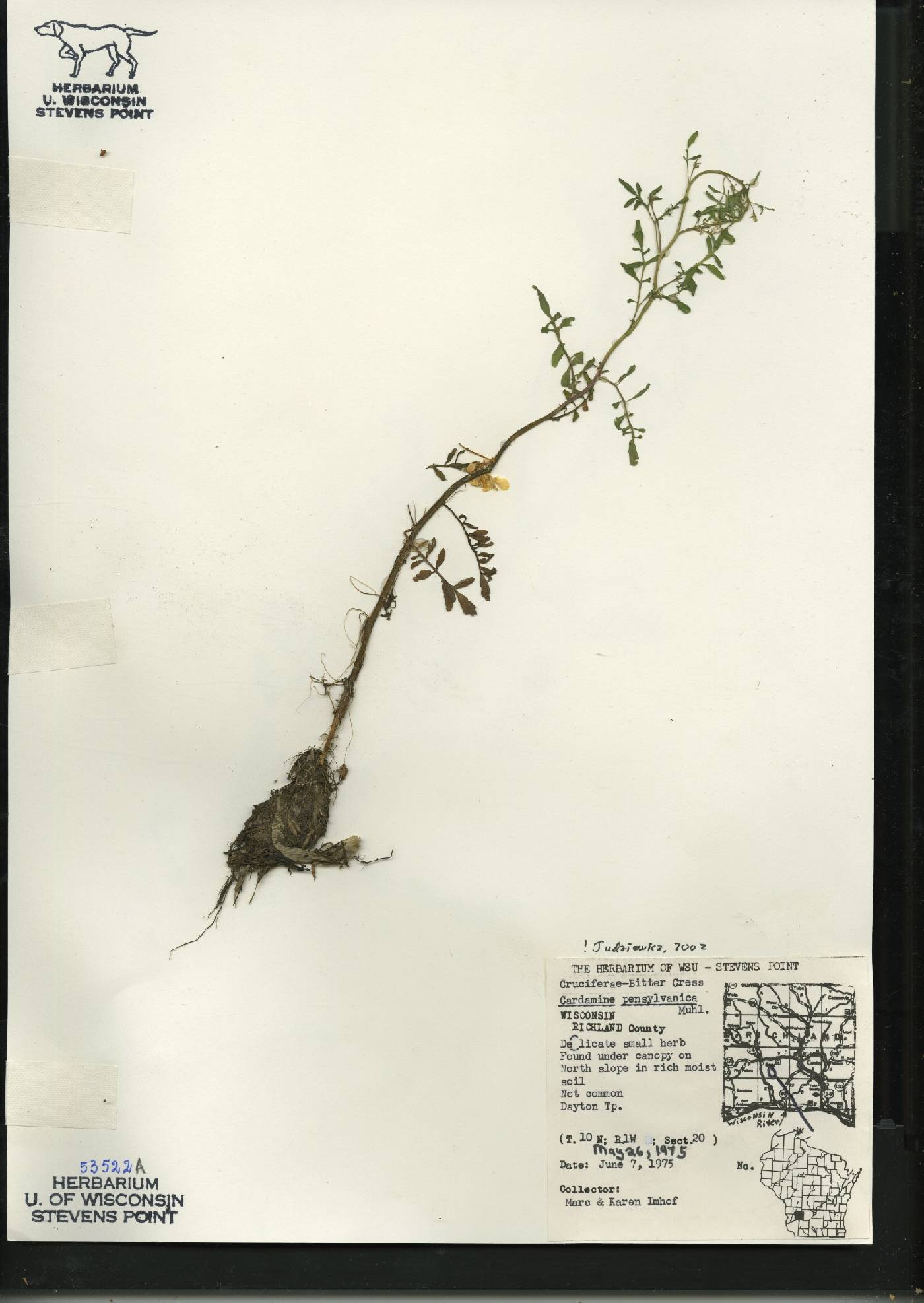 Cardamine pensylvanica image