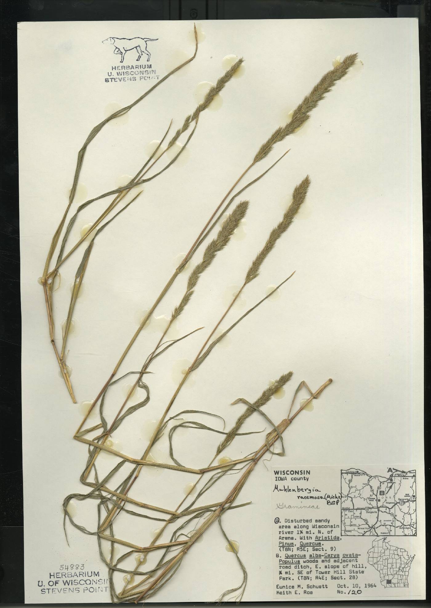 Muhlenbergia racemosa image