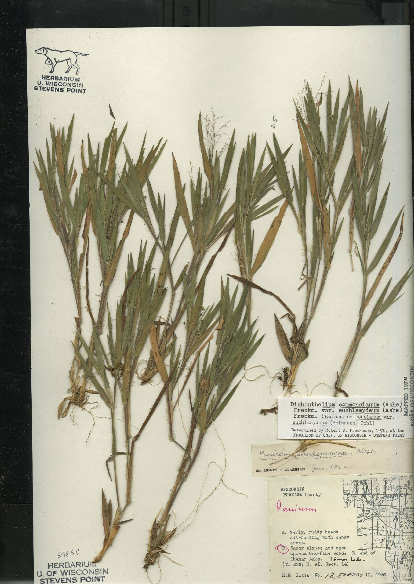 Dichanthelium commonsianum var. euchlamydeum image