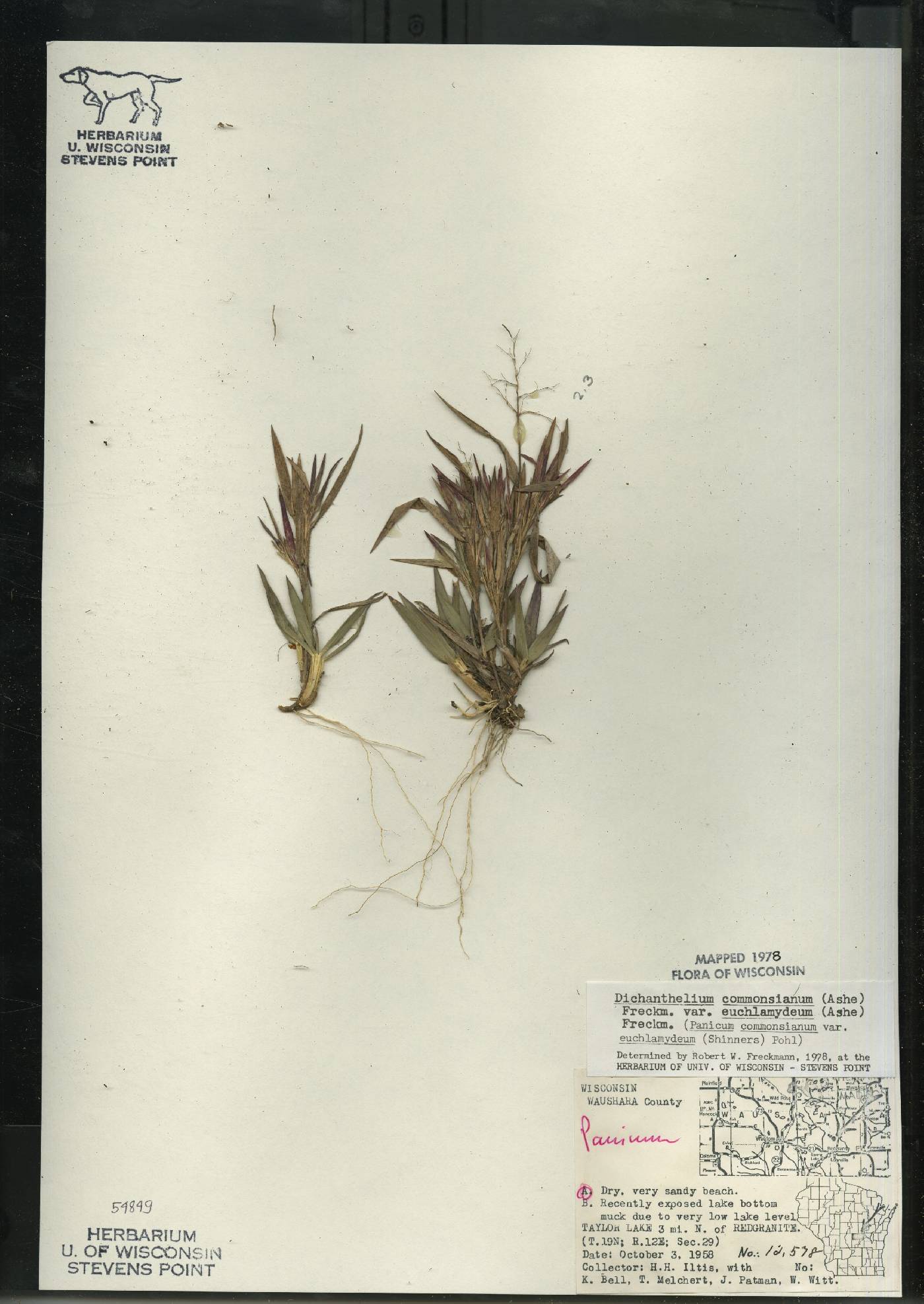Dichanthelium commonsianum var. euchlamydeum image