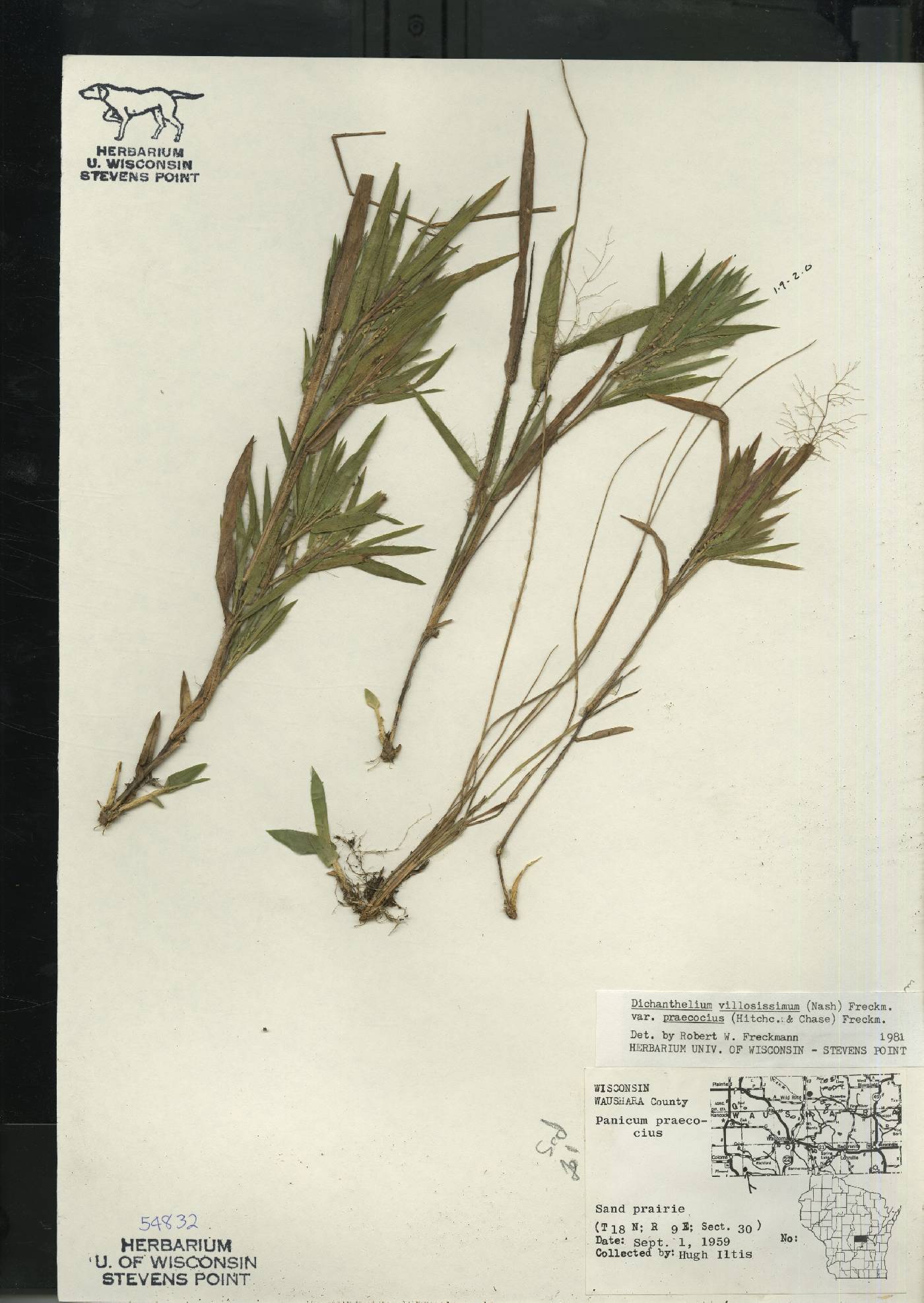 Dichanthelium villosissimum var. praecocius image