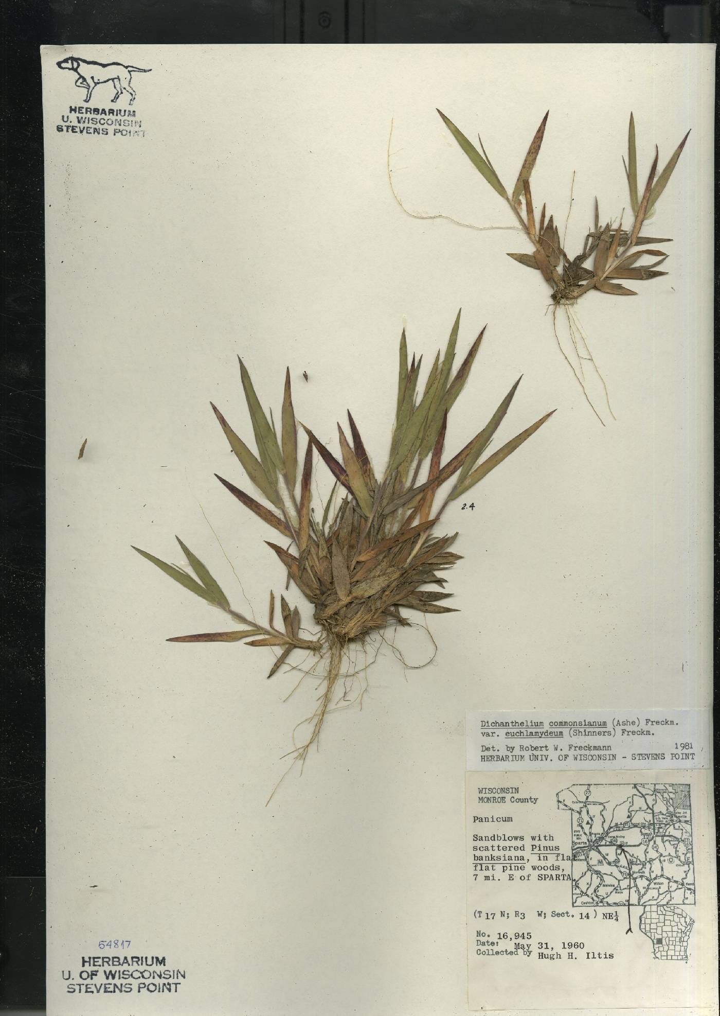 Dichanthelium commonsianum var. euchlamydeum image