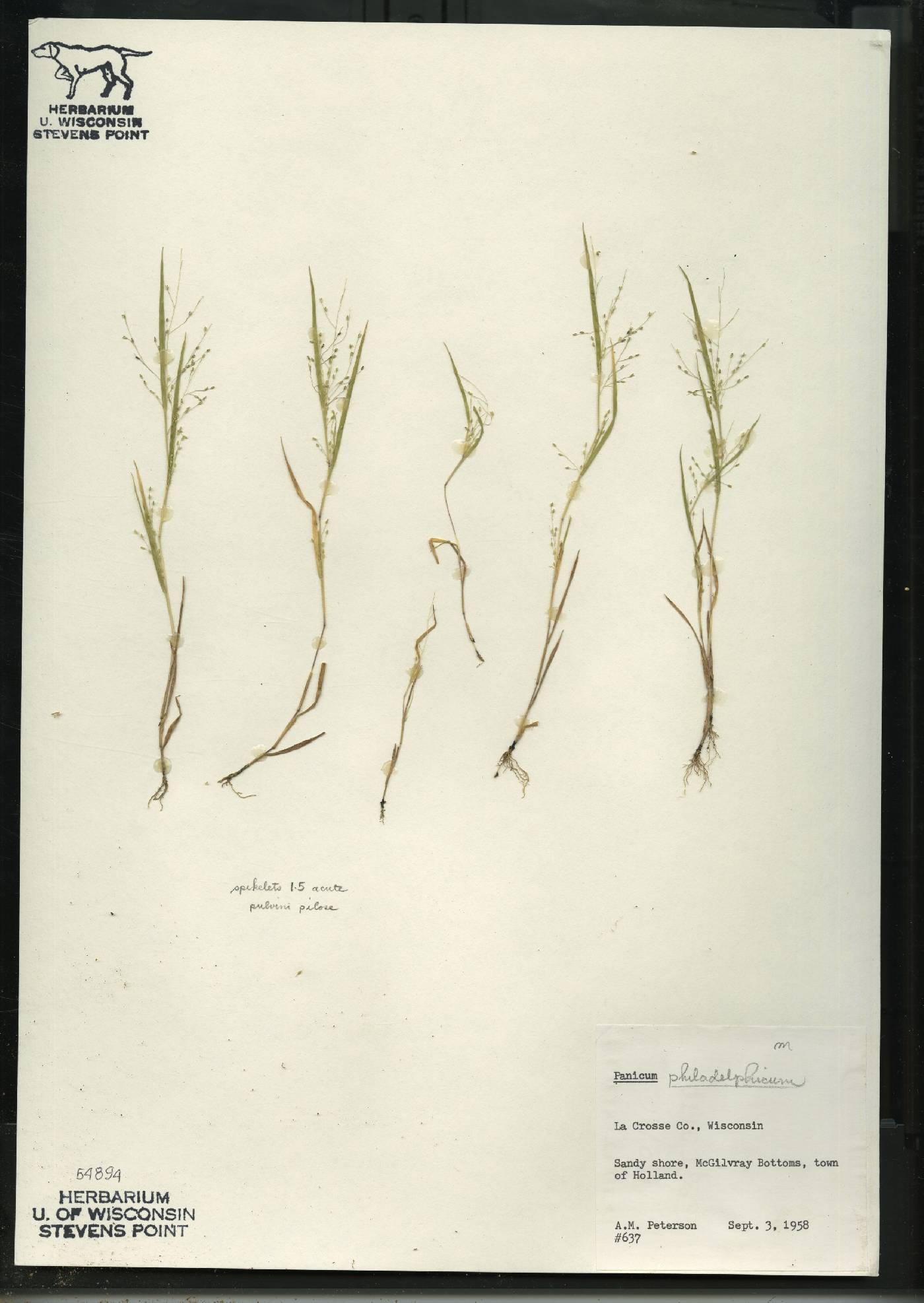Panicum philadelphicum subsp. philadelphicum image