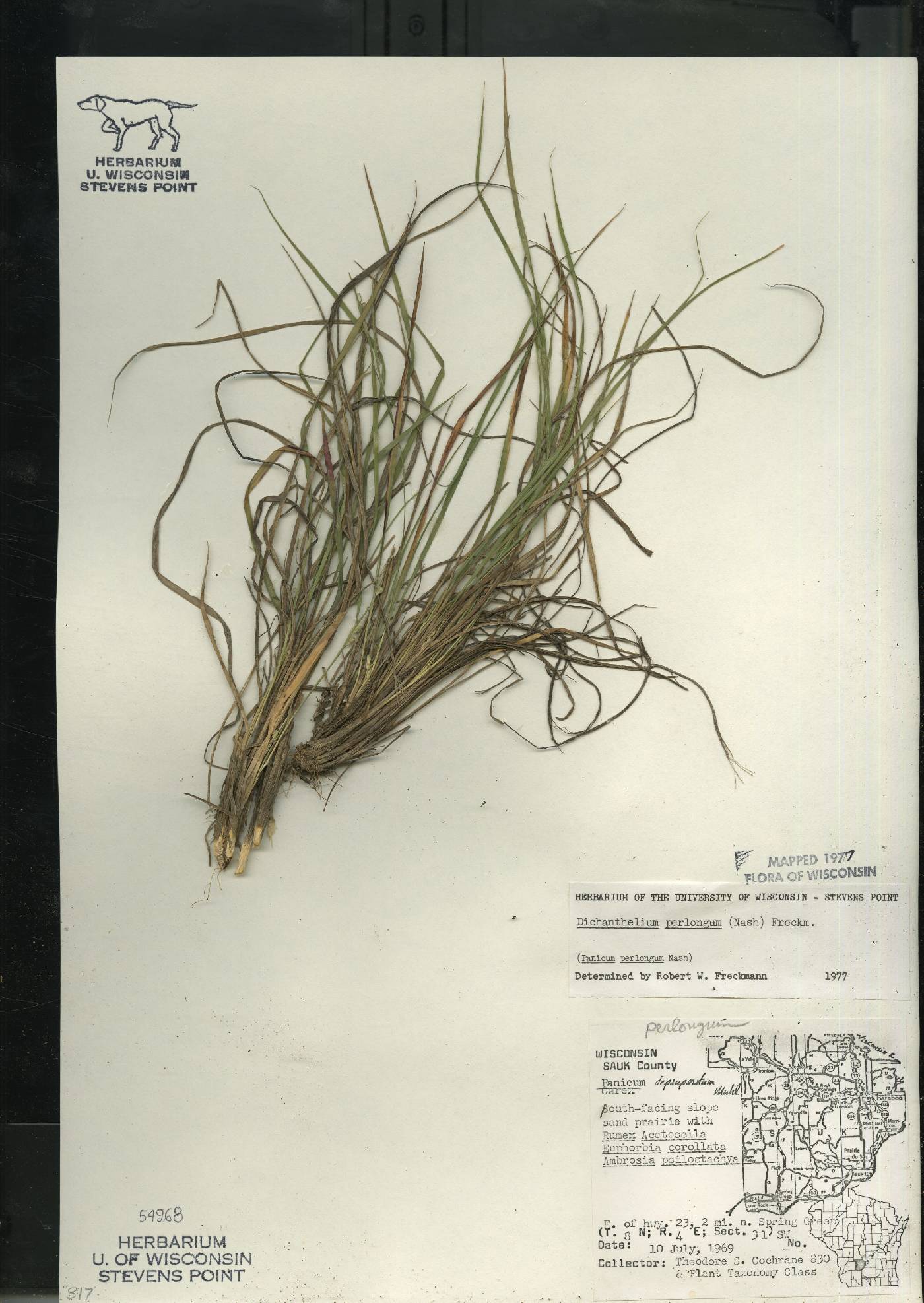 Dichanthelium perlongum image