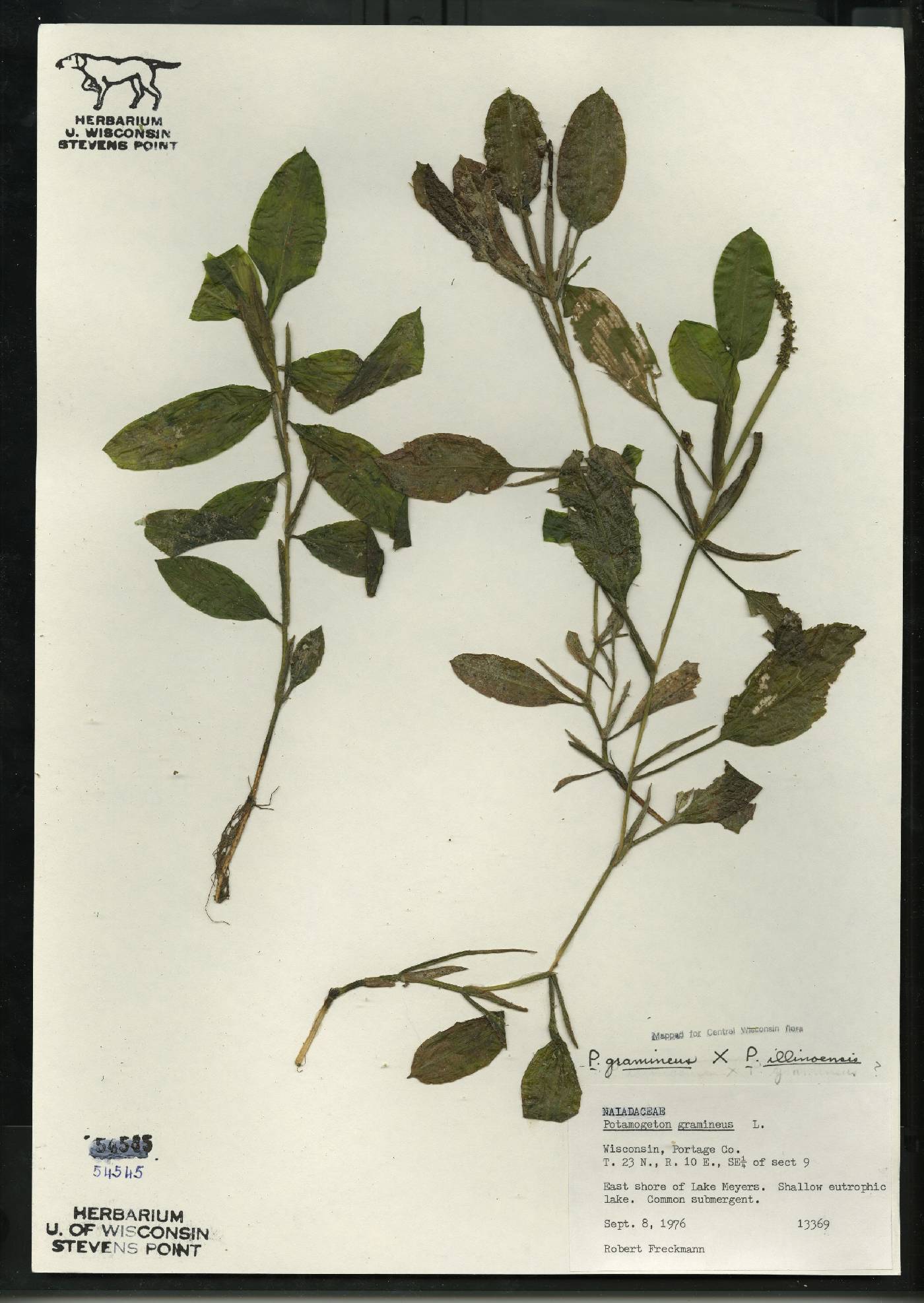 Potamogeton x spathuliformis image