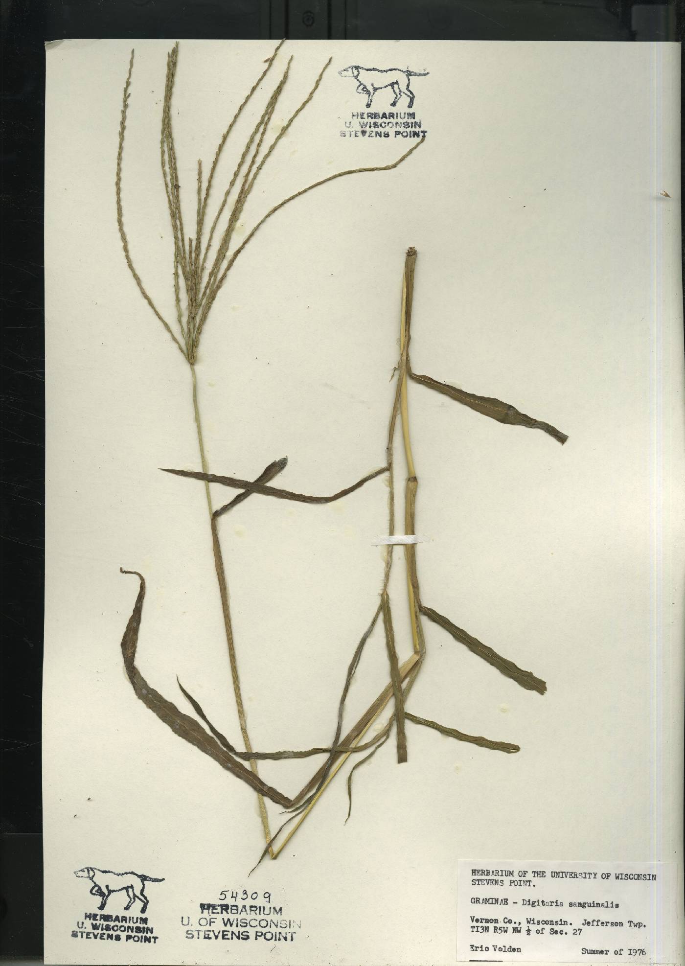 Digitaria sanguinalis image