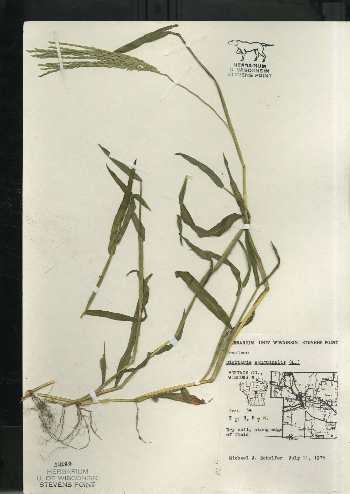 Digitaria sanguinalis image