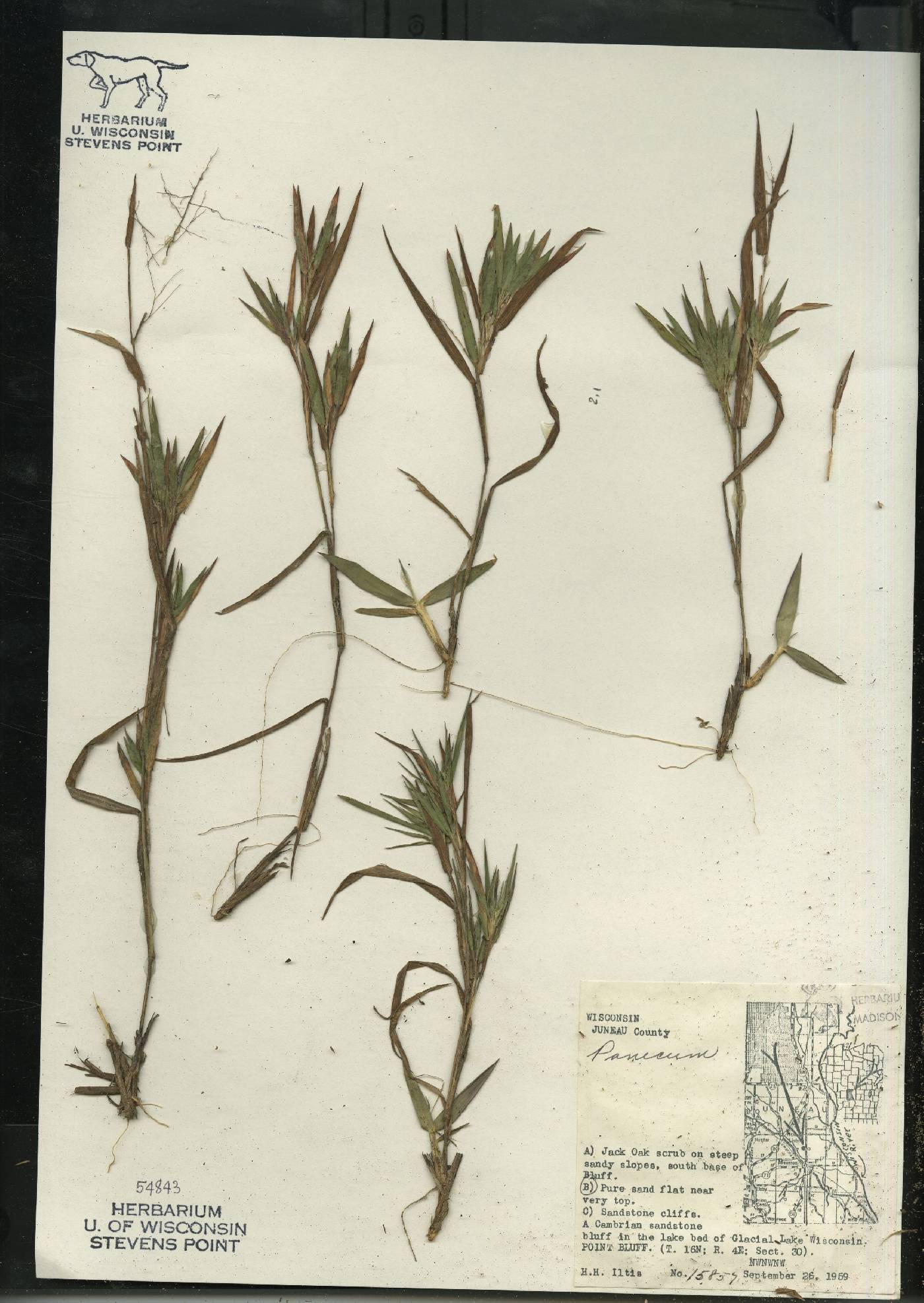 Dichanthelium commonsianum var. euchlamydeum image