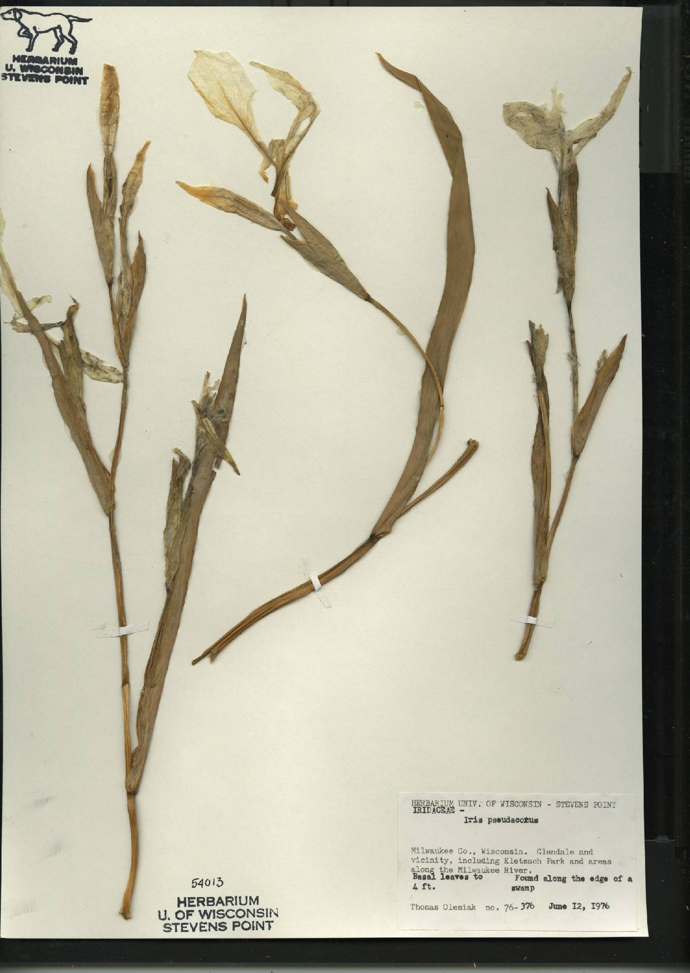 Iris pseudacorus image
