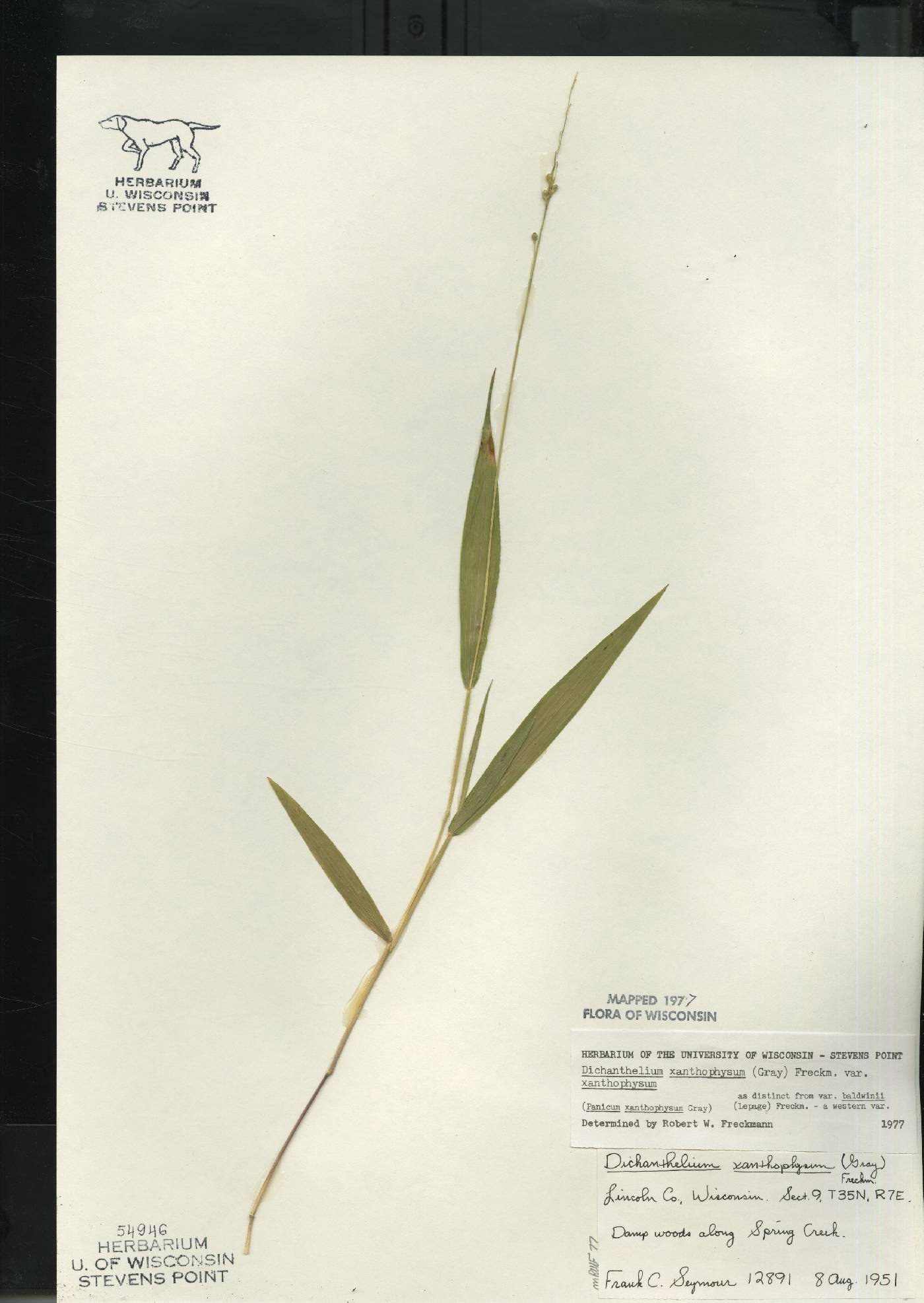 Dichanthelium xanthophysum image