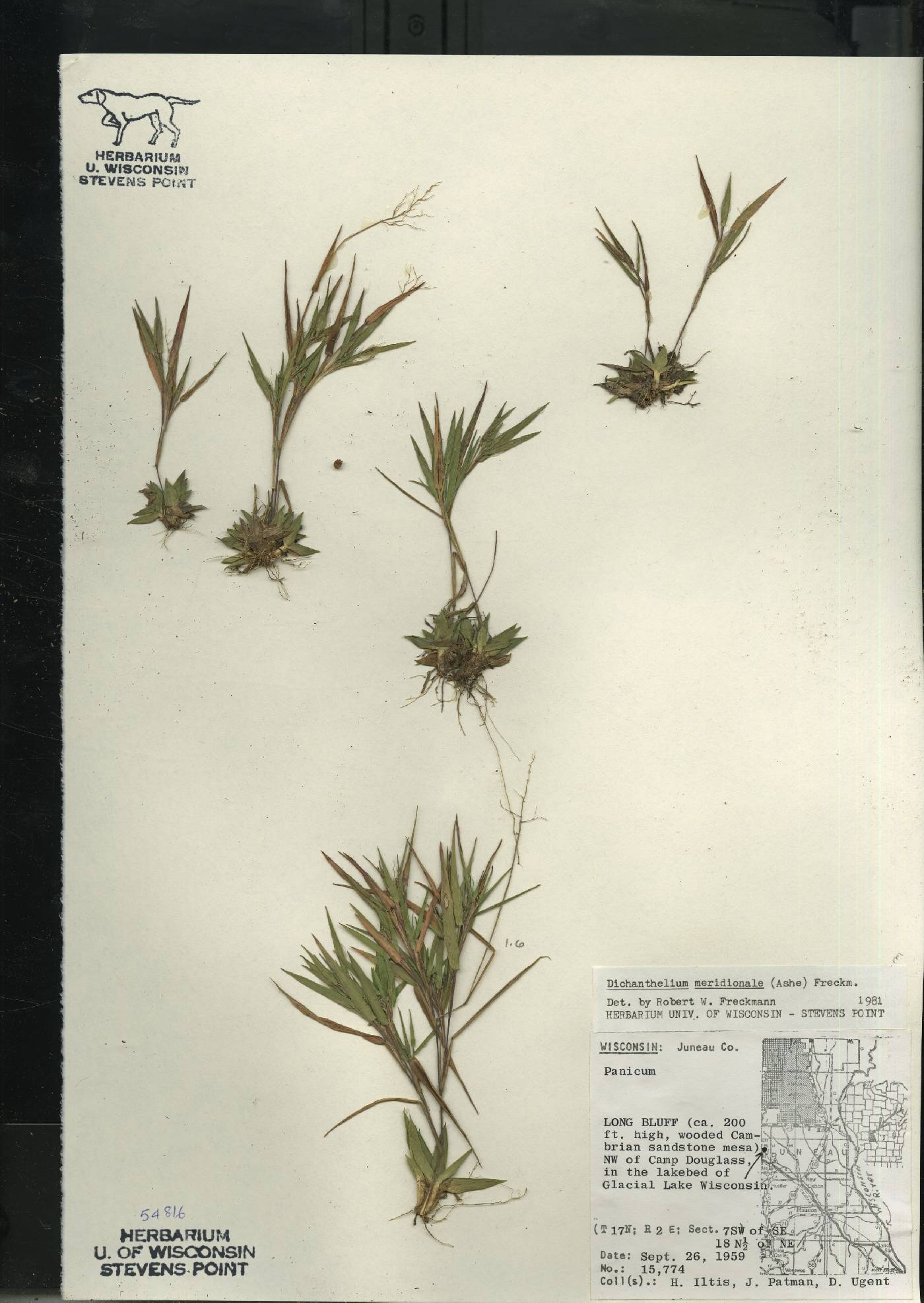 Dichanthelium meridionale image