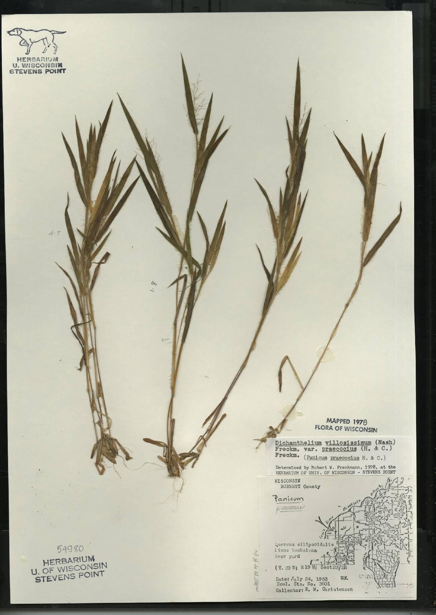 Dichanthelium villosissimum var. praecocius image