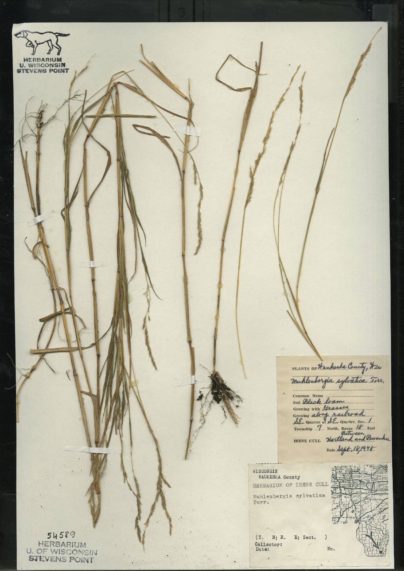 Muhlenbergia sylvatica image