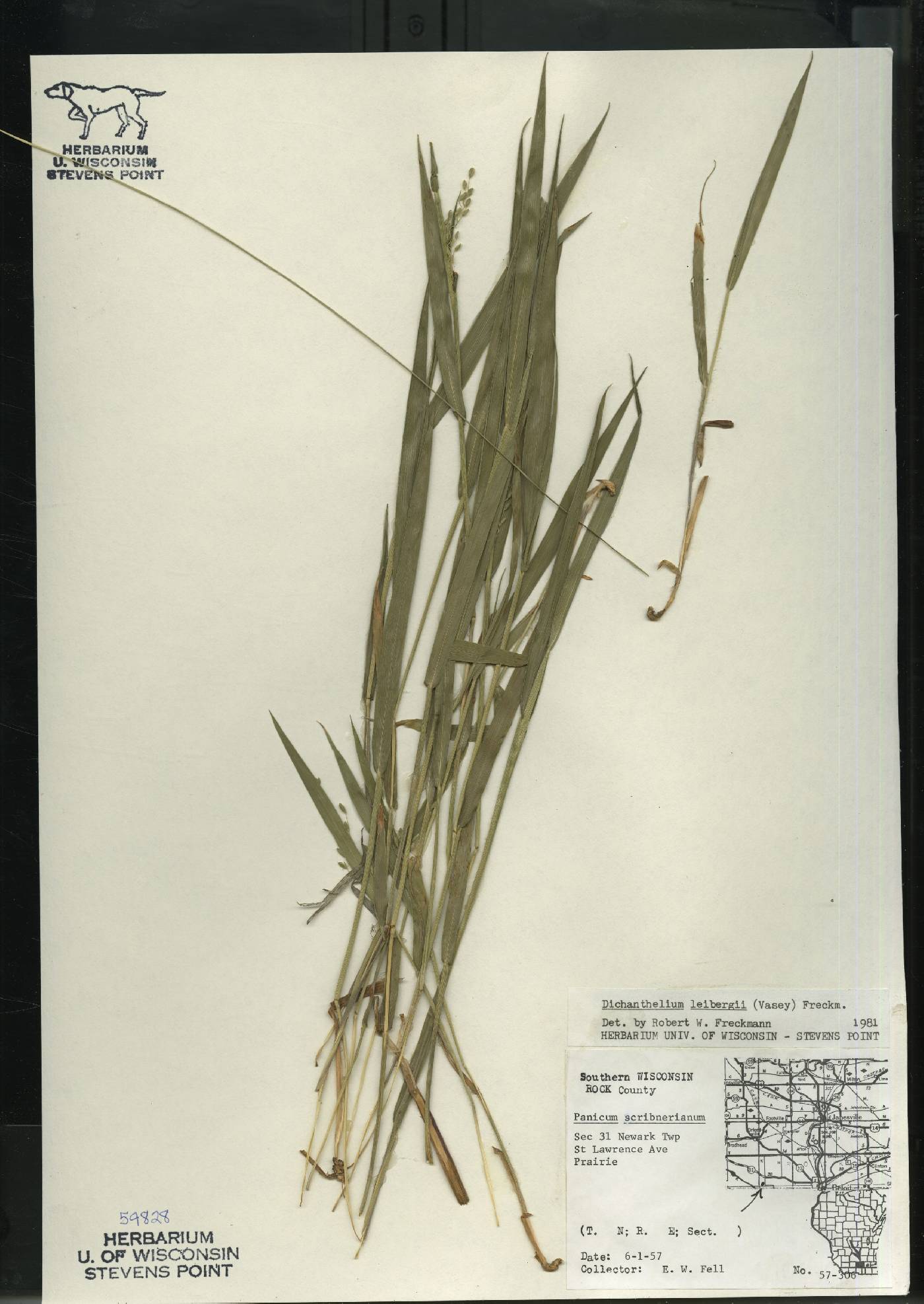 Dichanthelium leibergii image