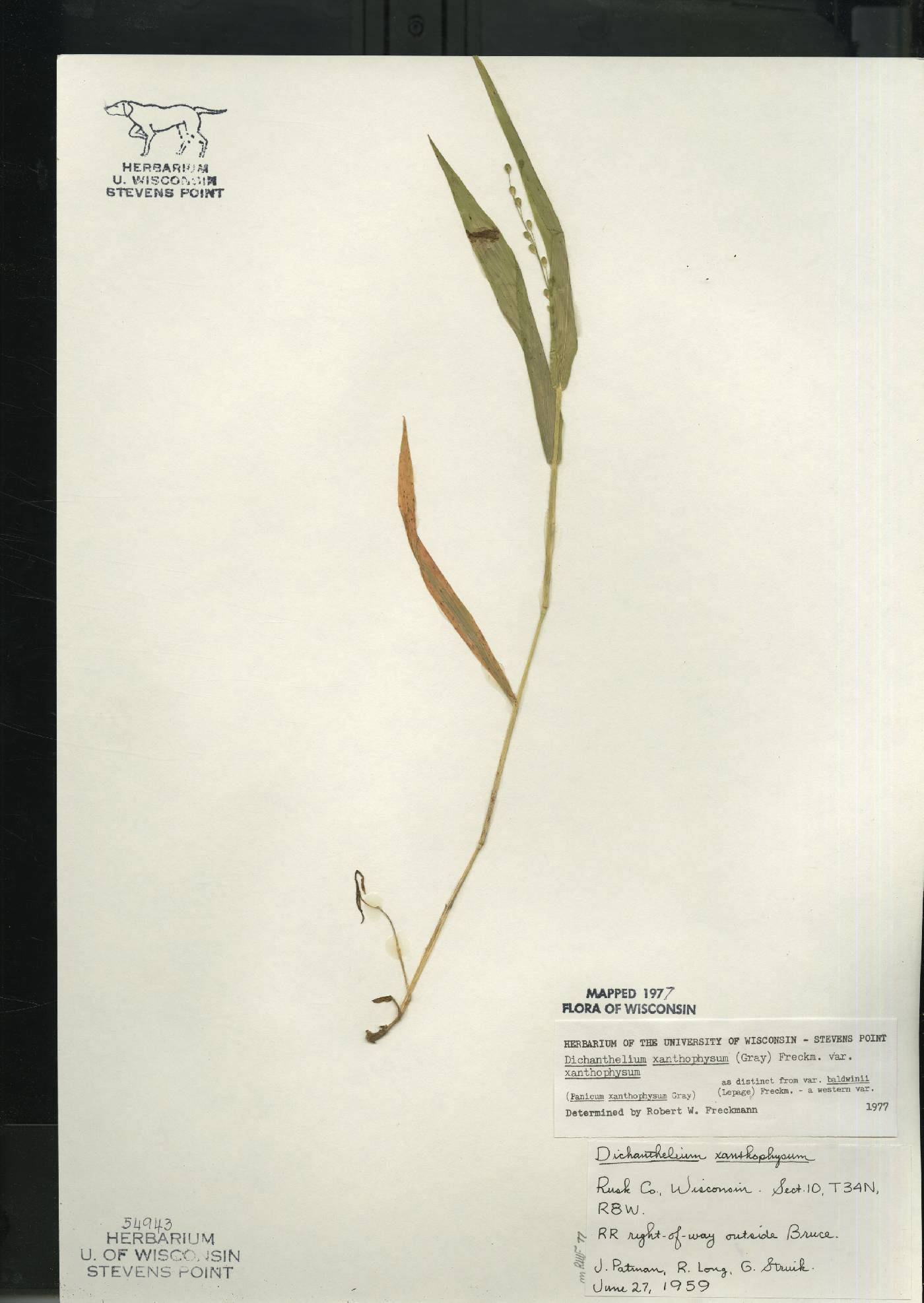 Dichanthelium xanthophysum image