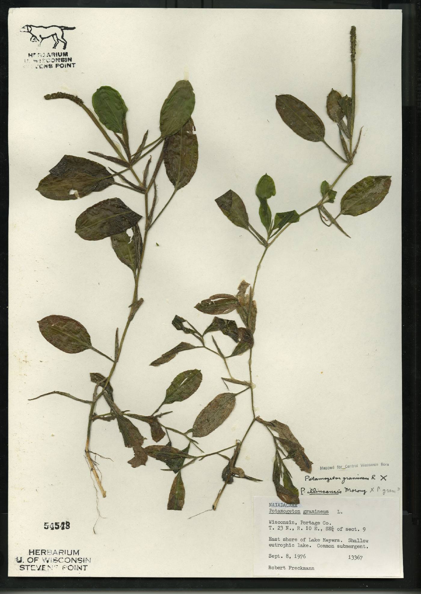 Potamogeton x spathuliformis image