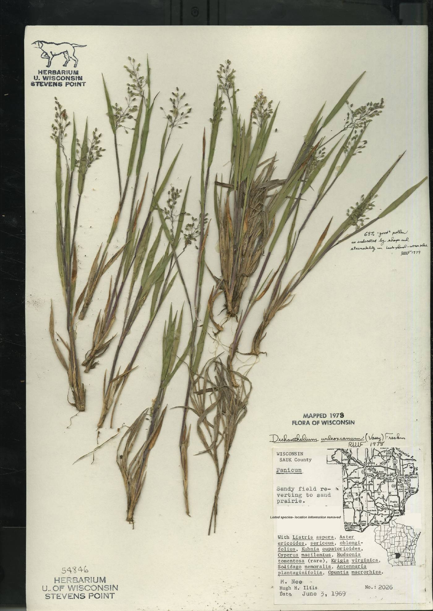 Dichanthelium wilcoxianum image