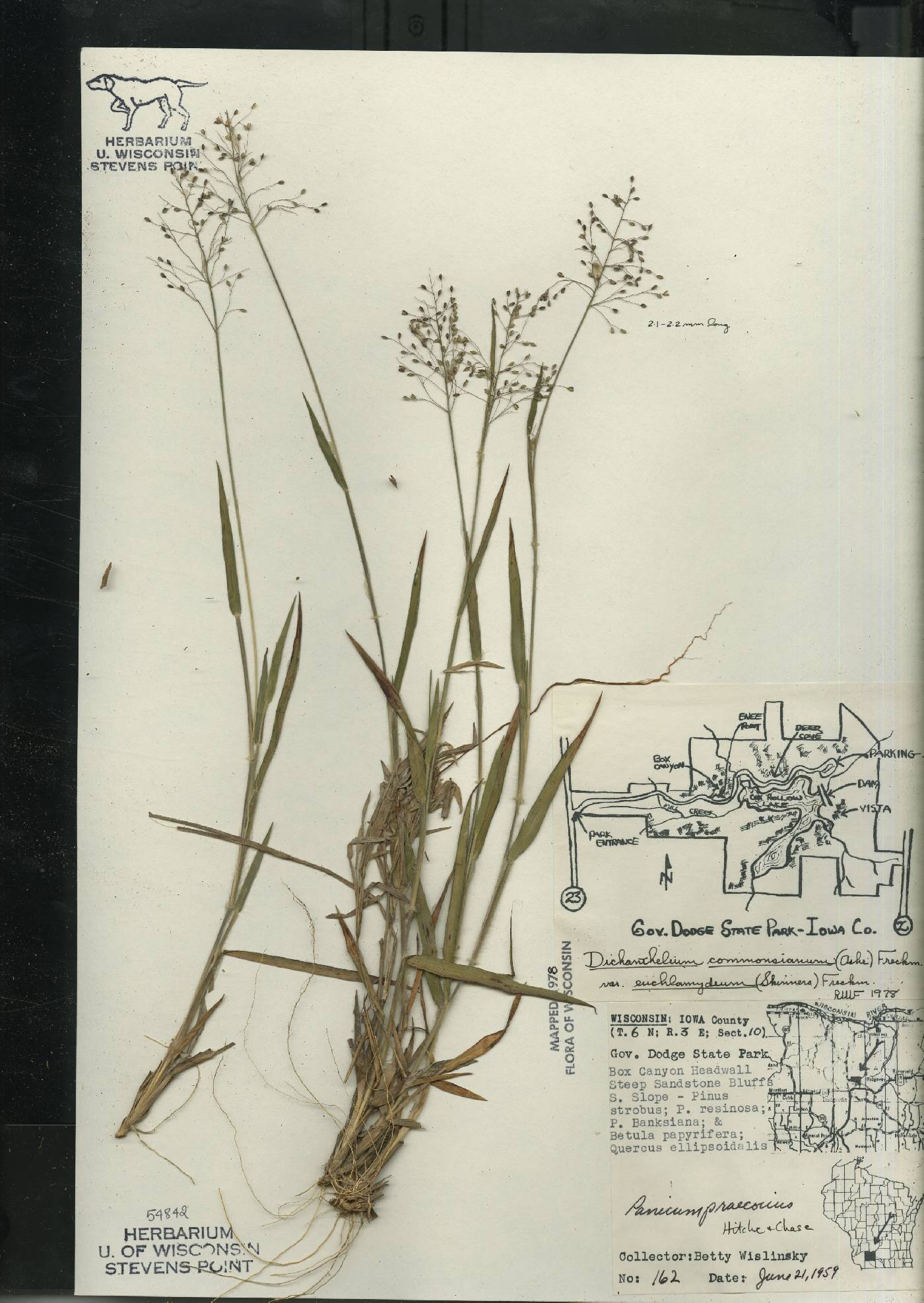 Dichanthelium commonsianum var. euchlamydeum image