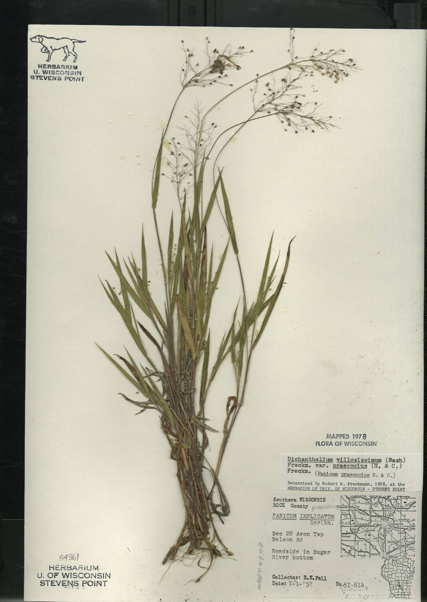 Dichanthelium villosissimum var. praecocius image