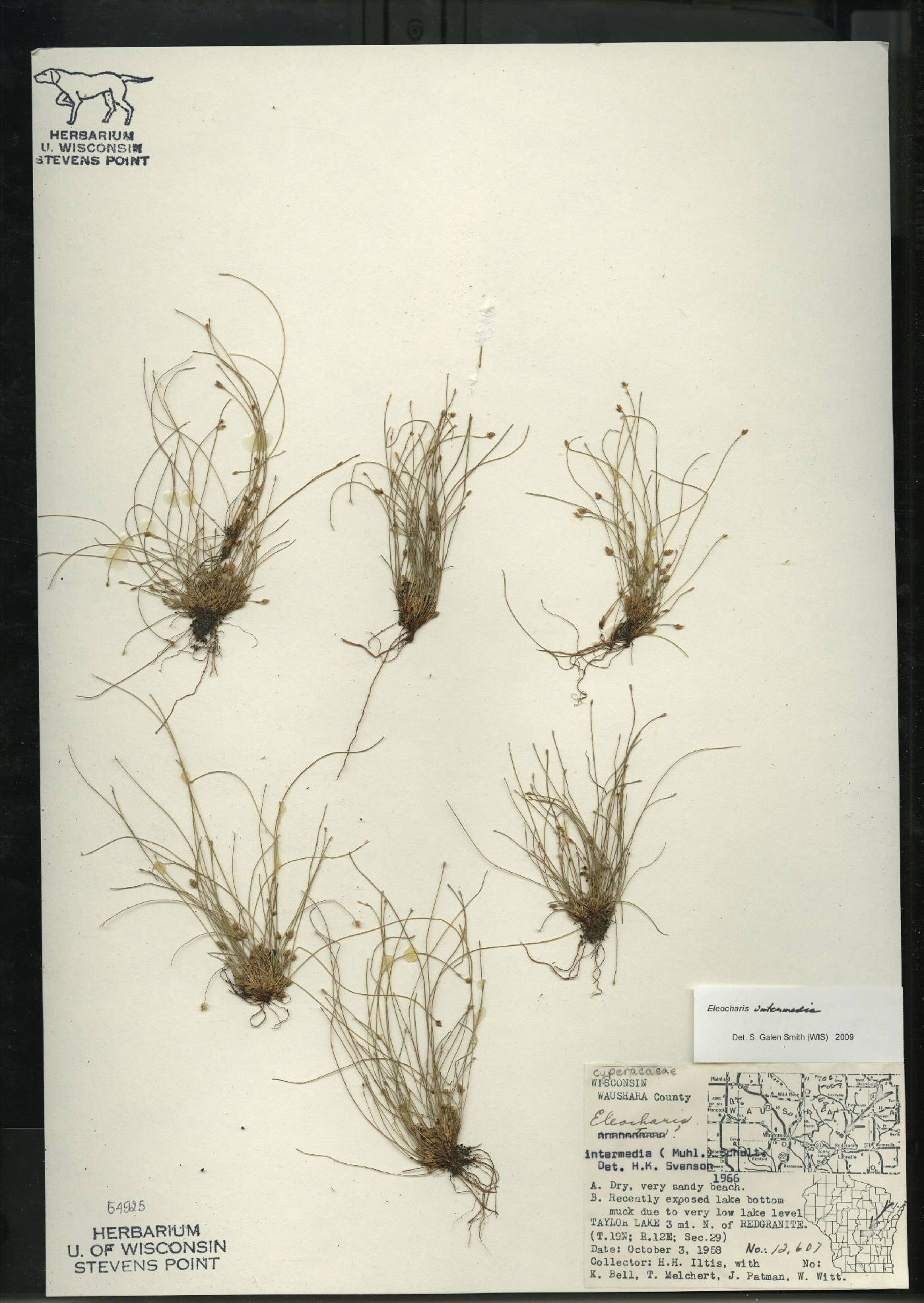 Eleocharis intermedia image