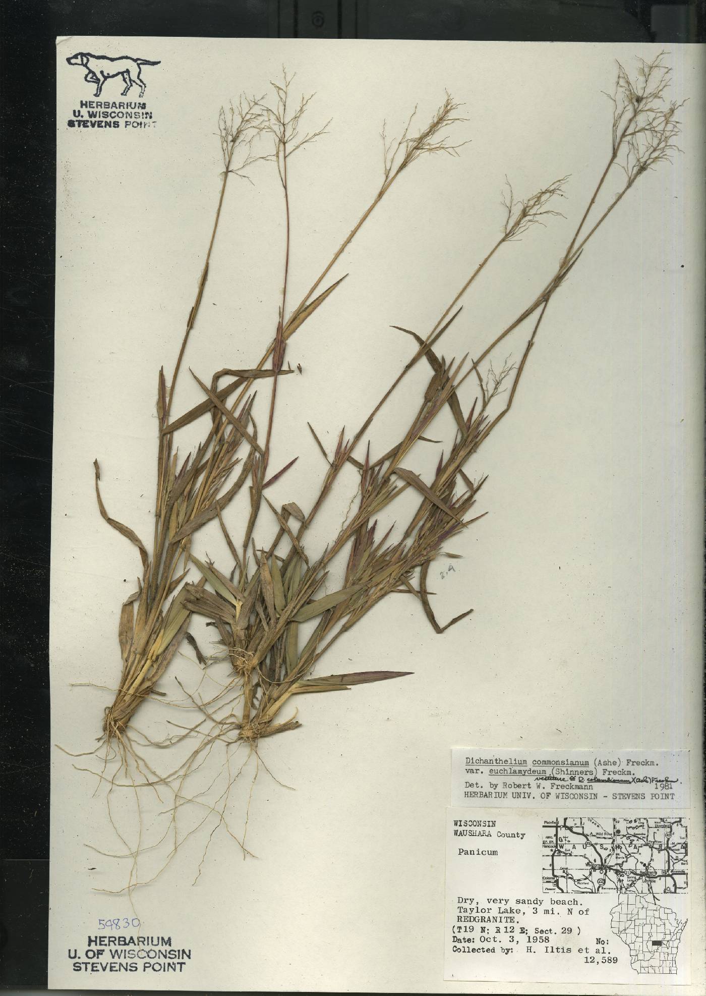 Dichanthelium commonsianum var. euchlamydeum image