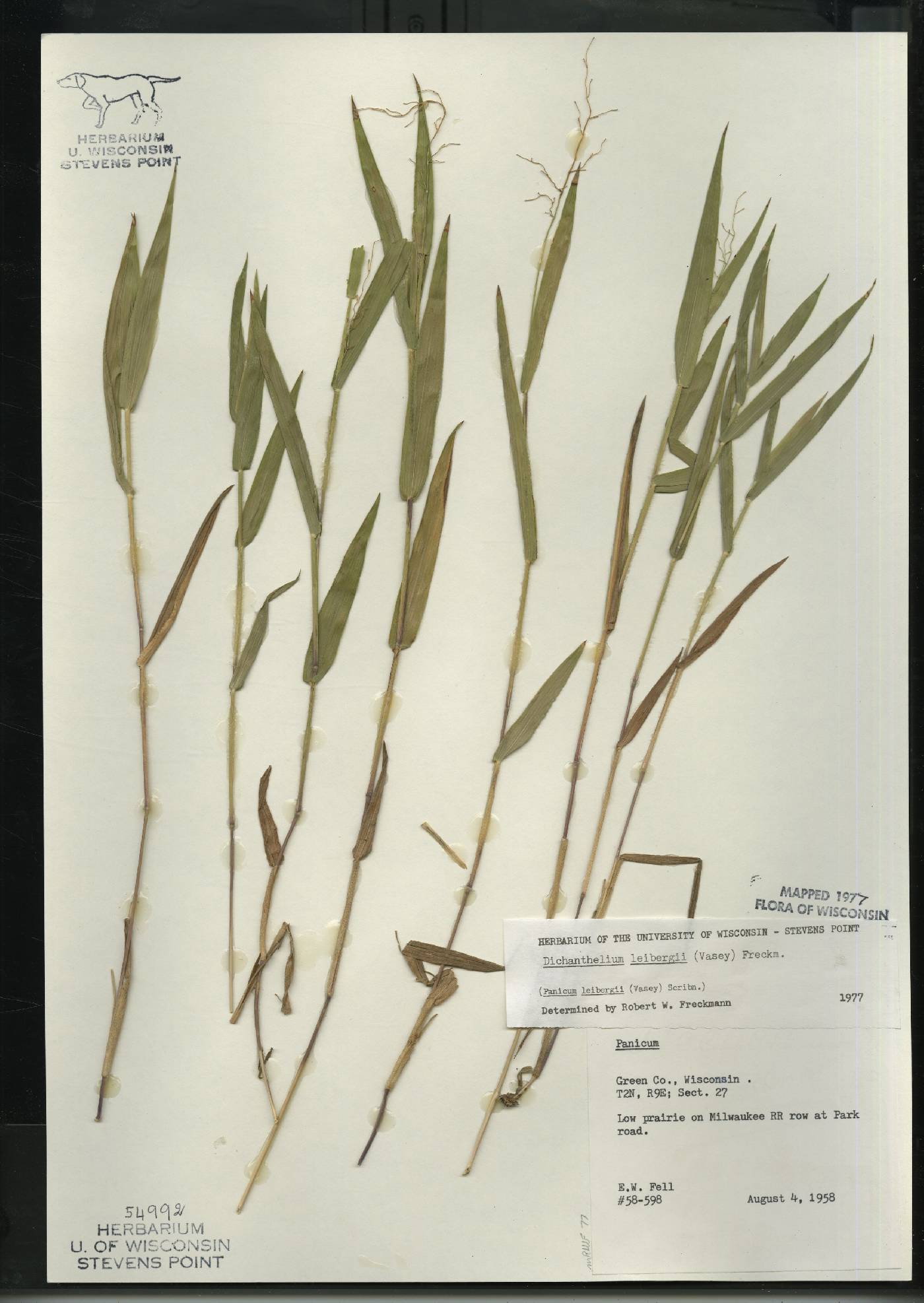 Dichanthelium leibergii image