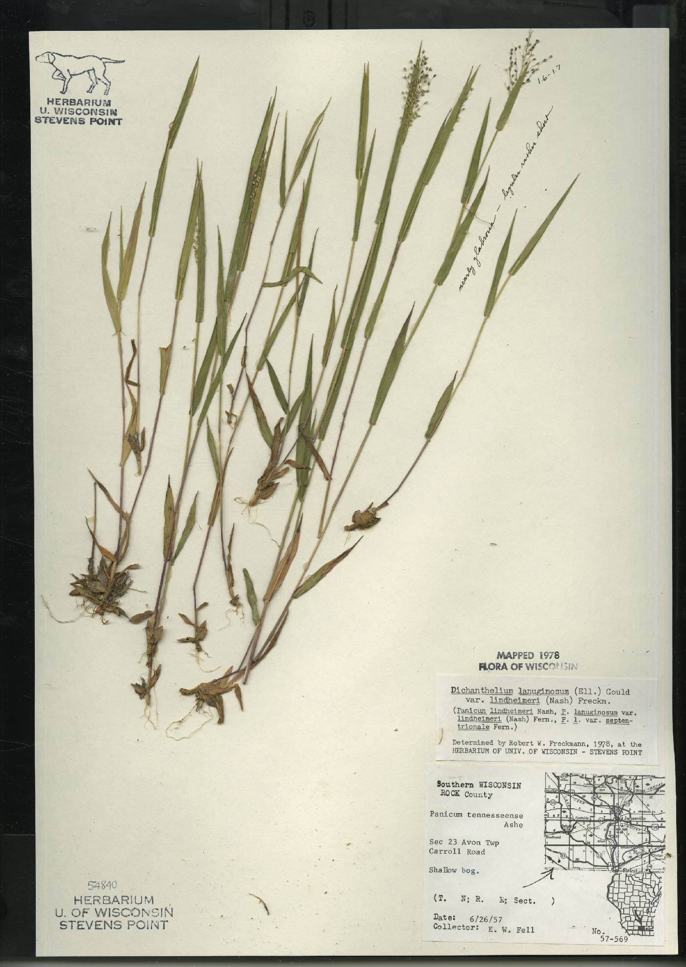 Dichanthelium acuminatum var. lindheimeri image