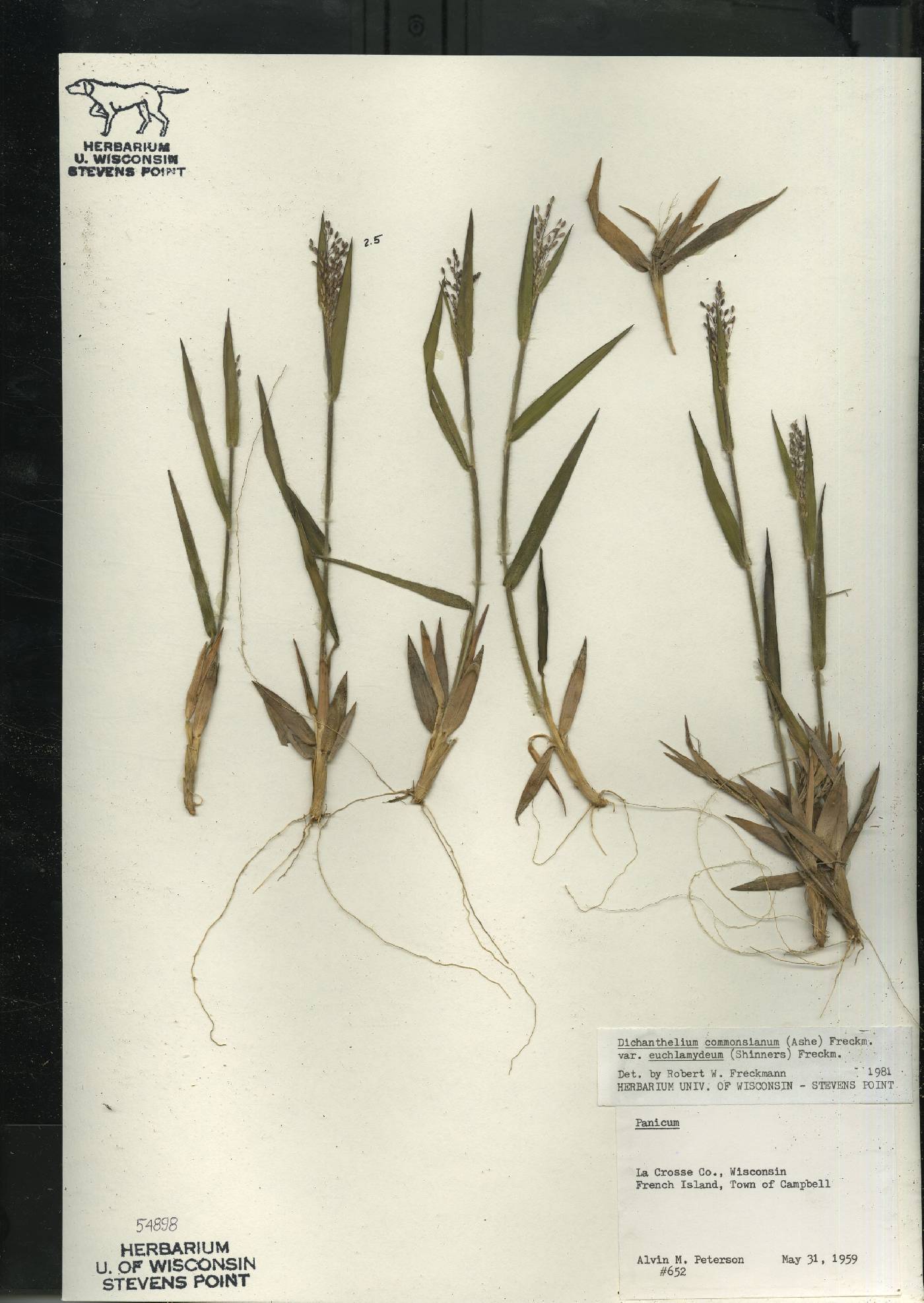 Dichanthelium commonsianum var. euchlamydeum image