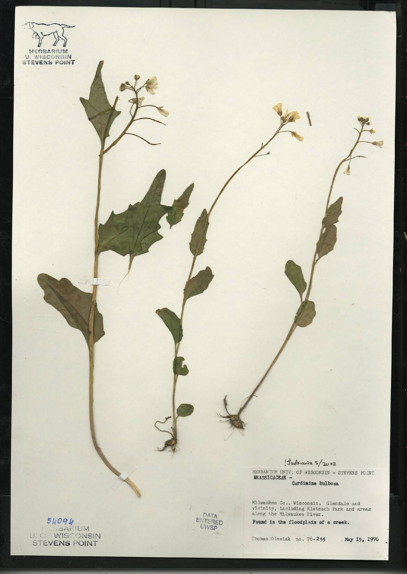 Cardamine bulbosa image
