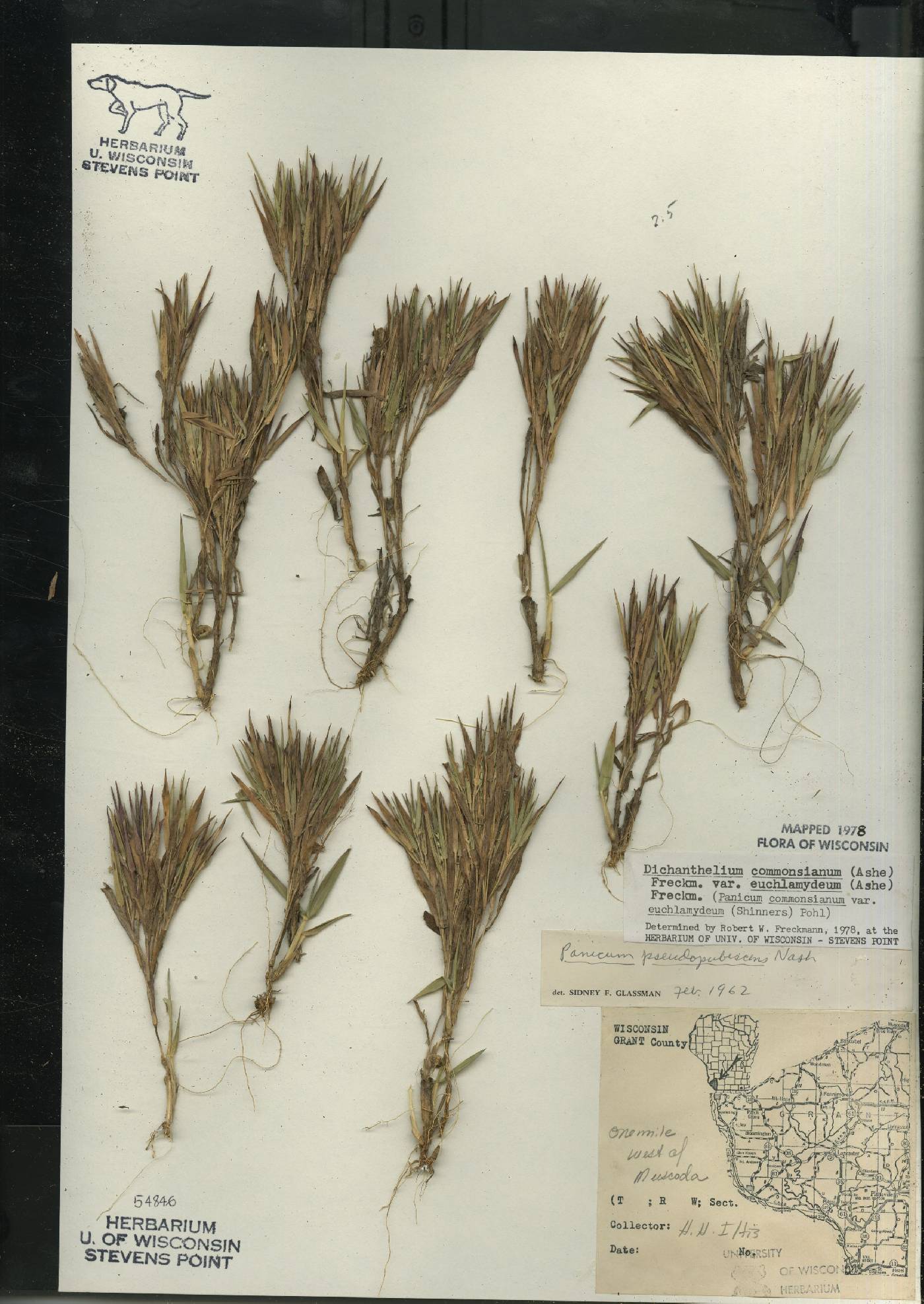 Dichanthelium commonsianum var. euchlamydeum image