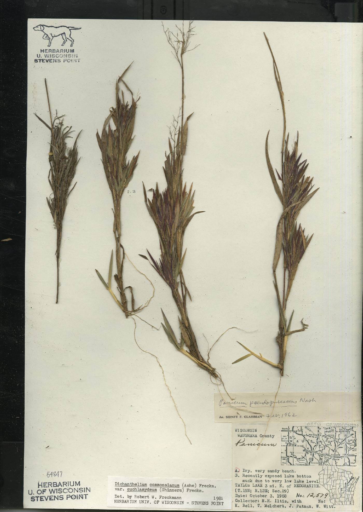 Dichanthelium commonsianum var. euchlamydeum image