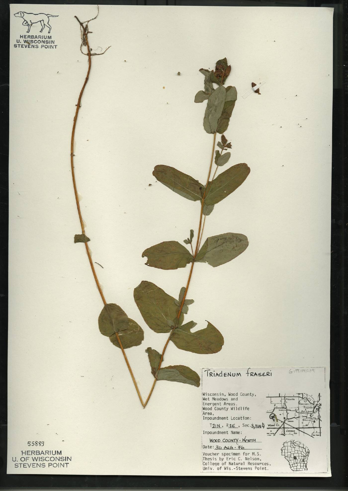 Triadenum fraseri image