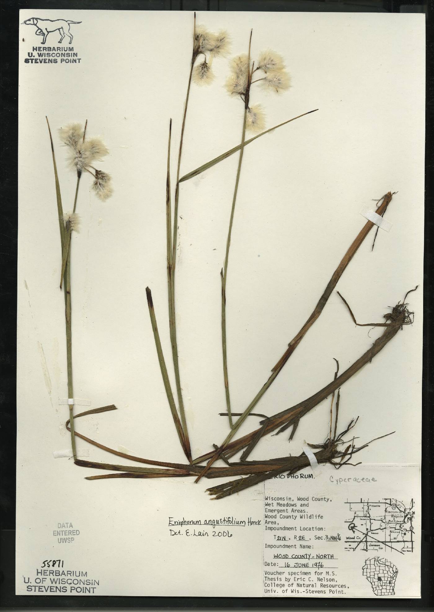 Eriophorum angustifolium subsp. angustifolium image