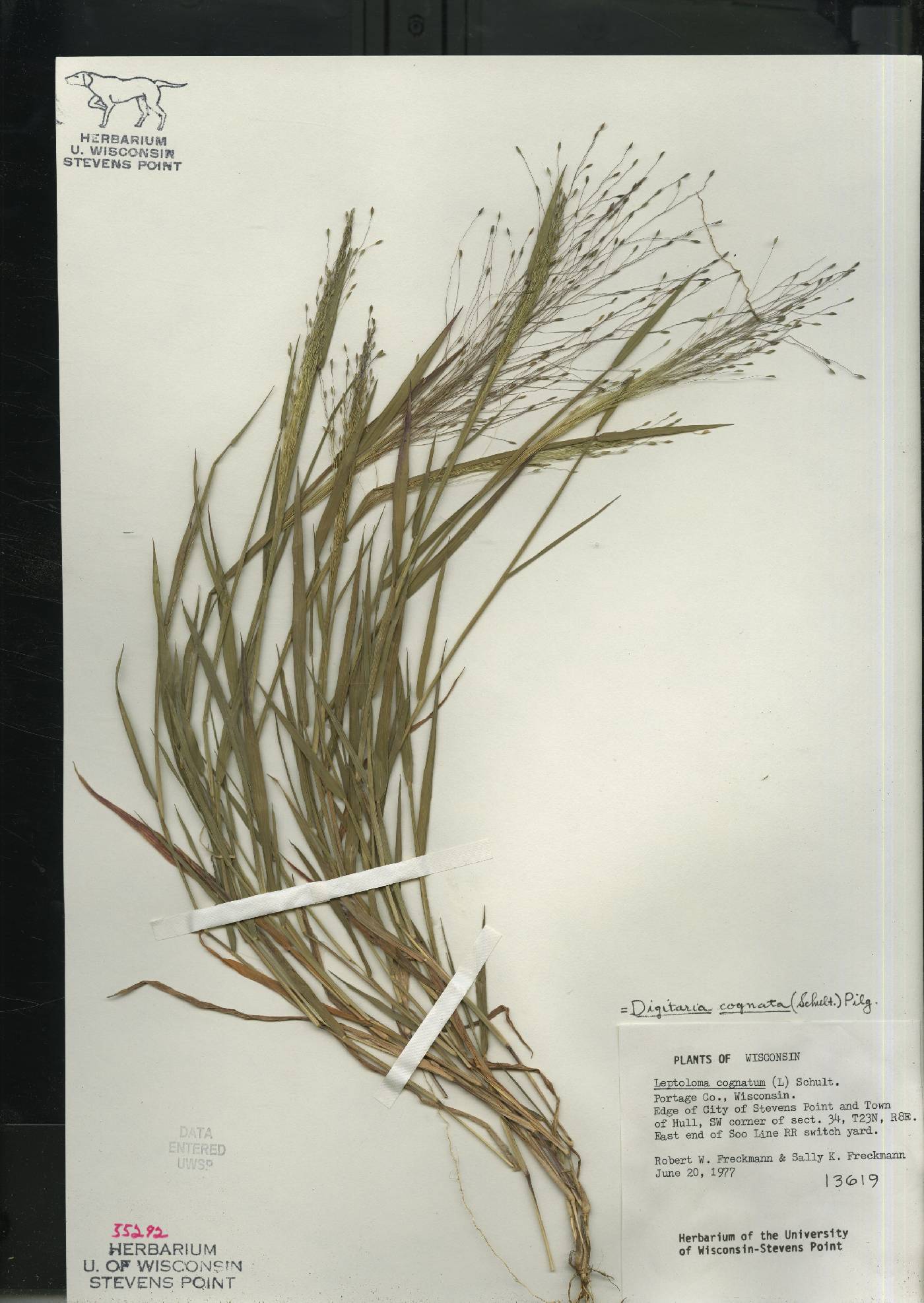 Digitaria cognata image