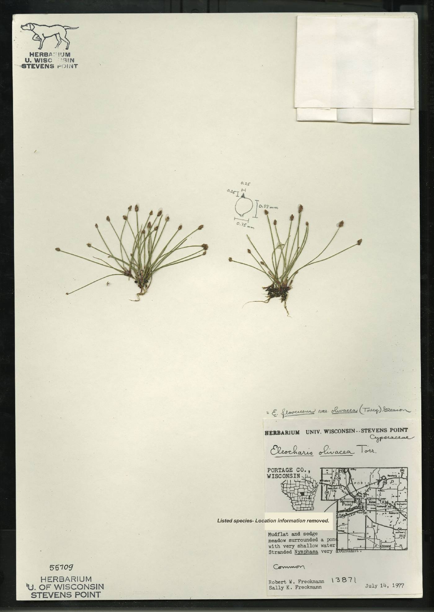 Eleocharis flavescens image