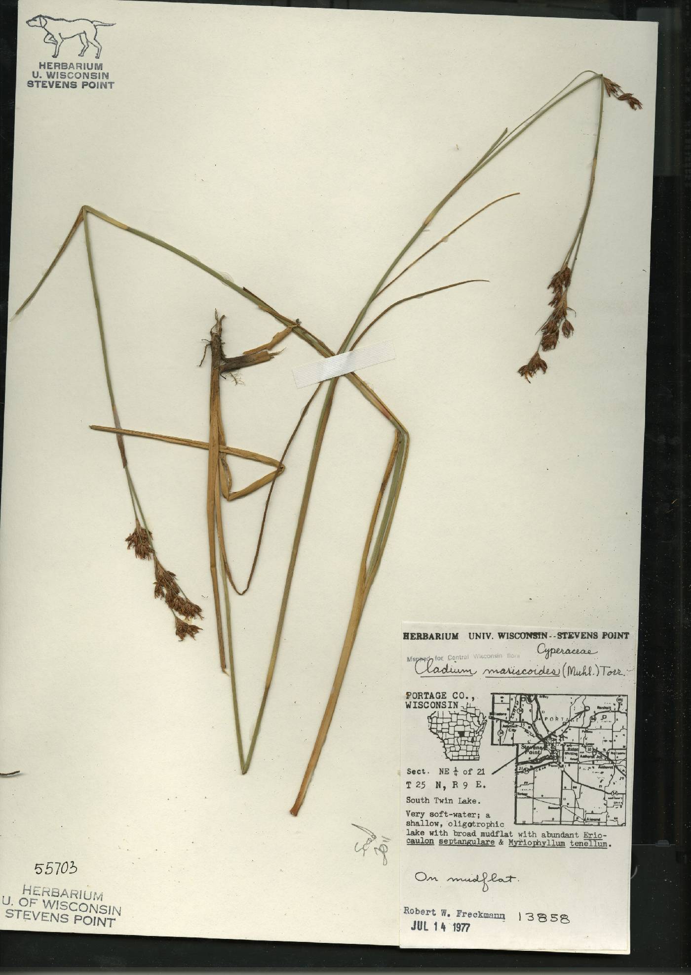 Cladium mariscoides image