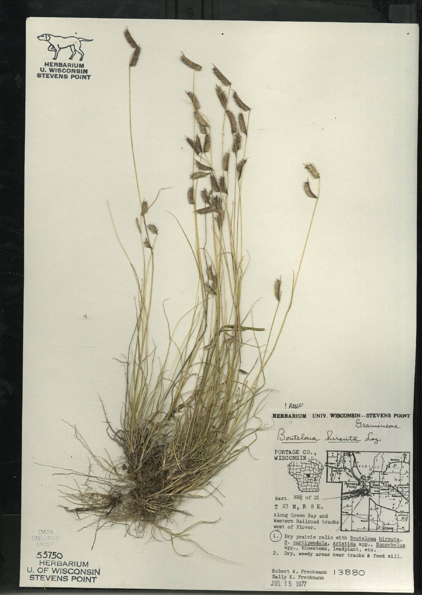 Bouteloua hirsuta subsp. hirsuta image